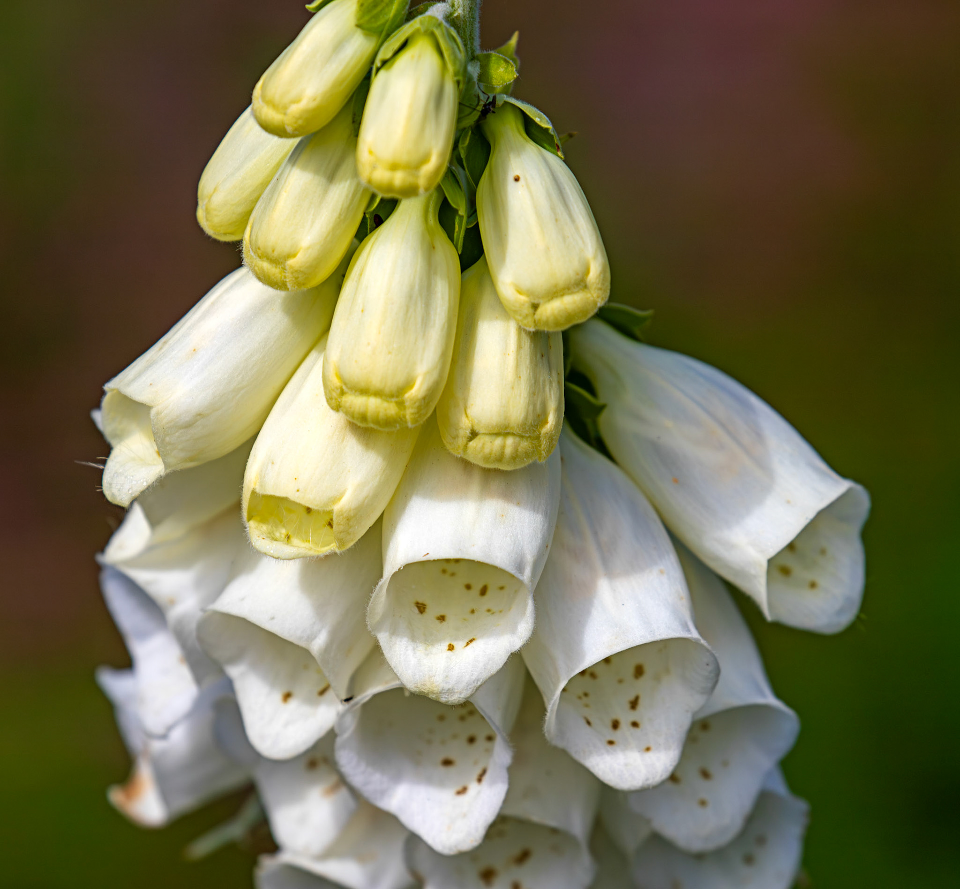 Foxgloves - Harperrig 08 July 2025