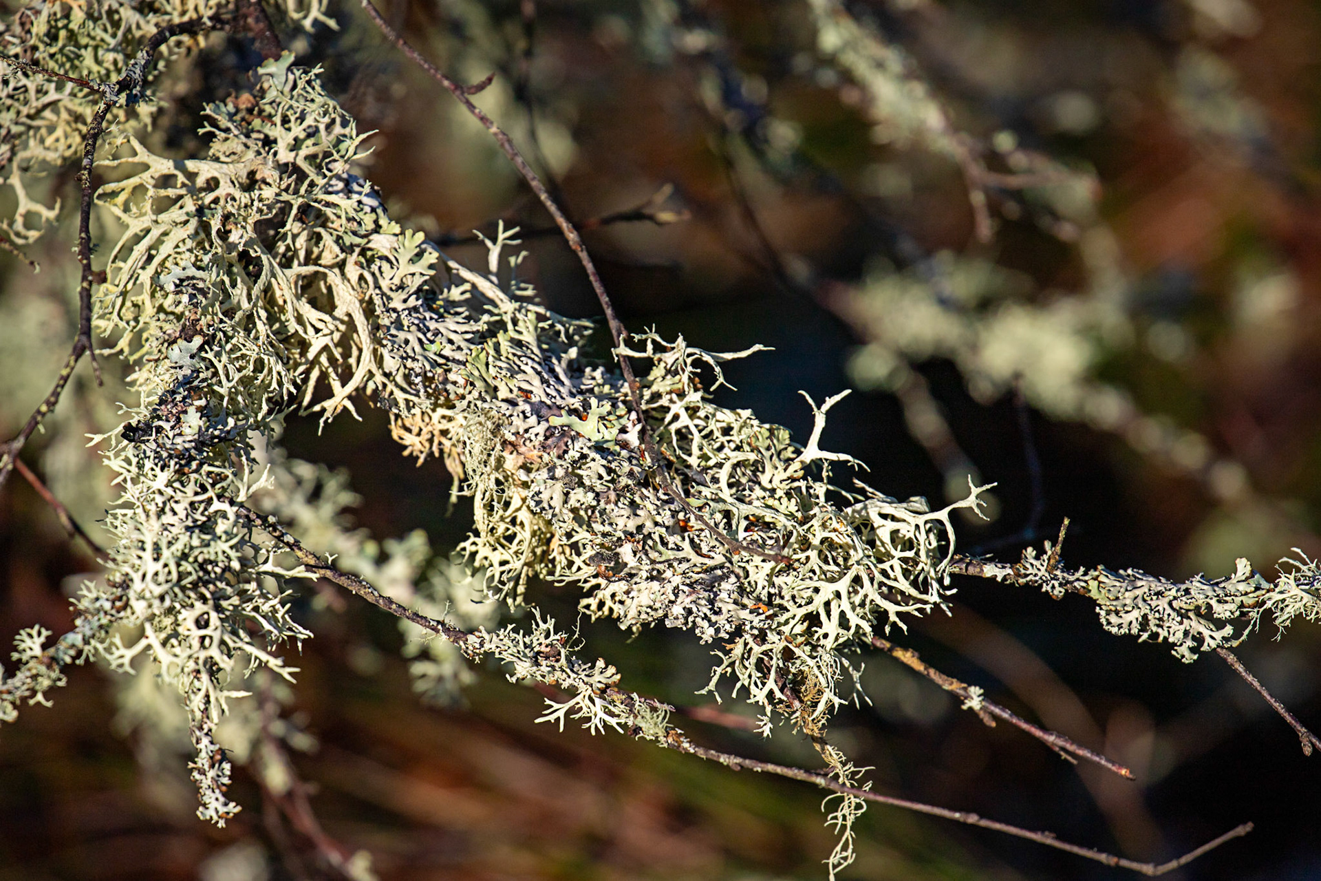 Bavelaw 30 January 2025