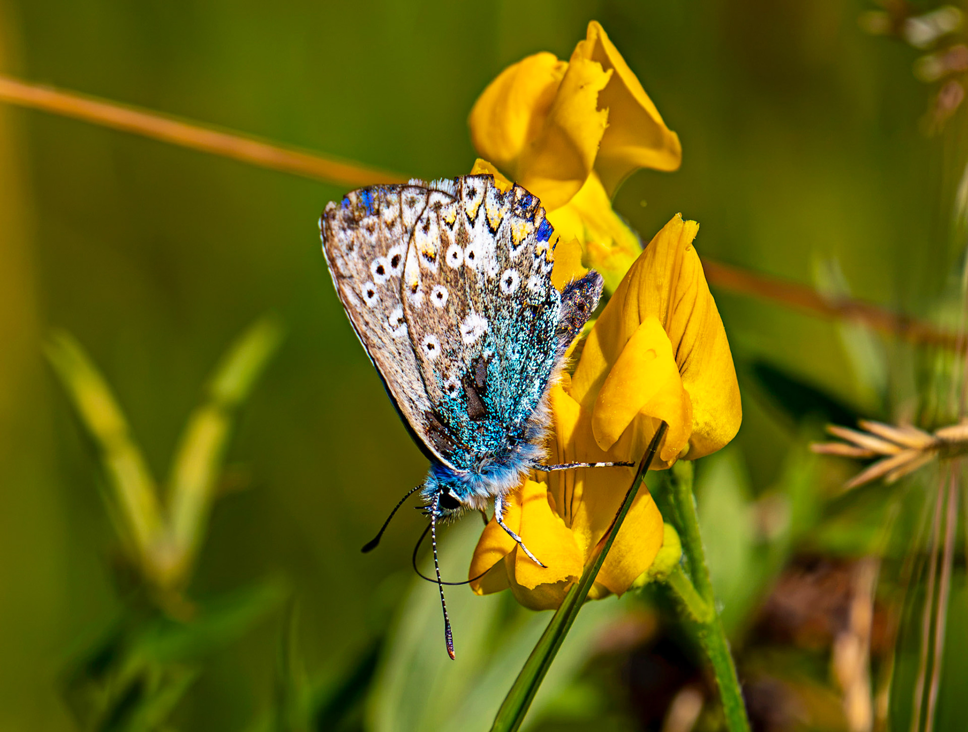 Common Blue - Harperrig Reservoir 20 July 2026