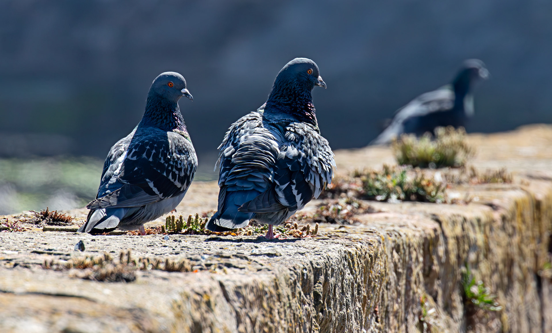 Feral Pigeons - Dunbar 17 May 2025
