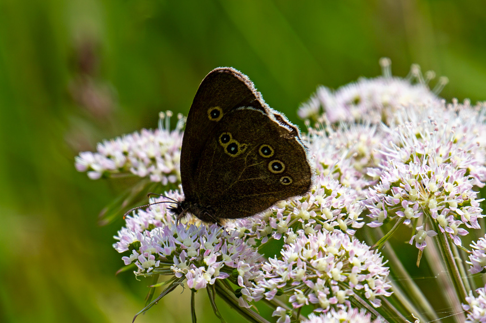 Ringlet - Harperrig 08 July 2025