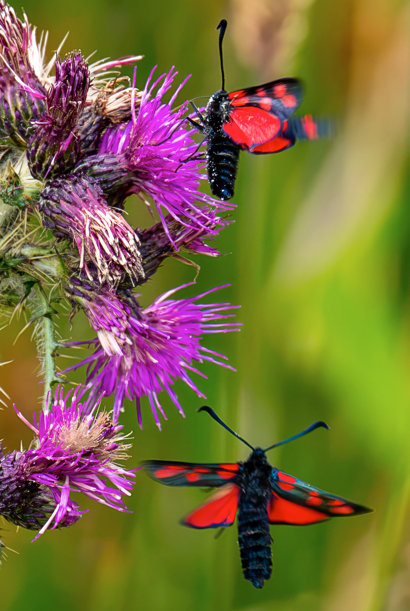 Six-spot burnet moth (Zygaena filipendulae) - Harperrig 14 July 2026