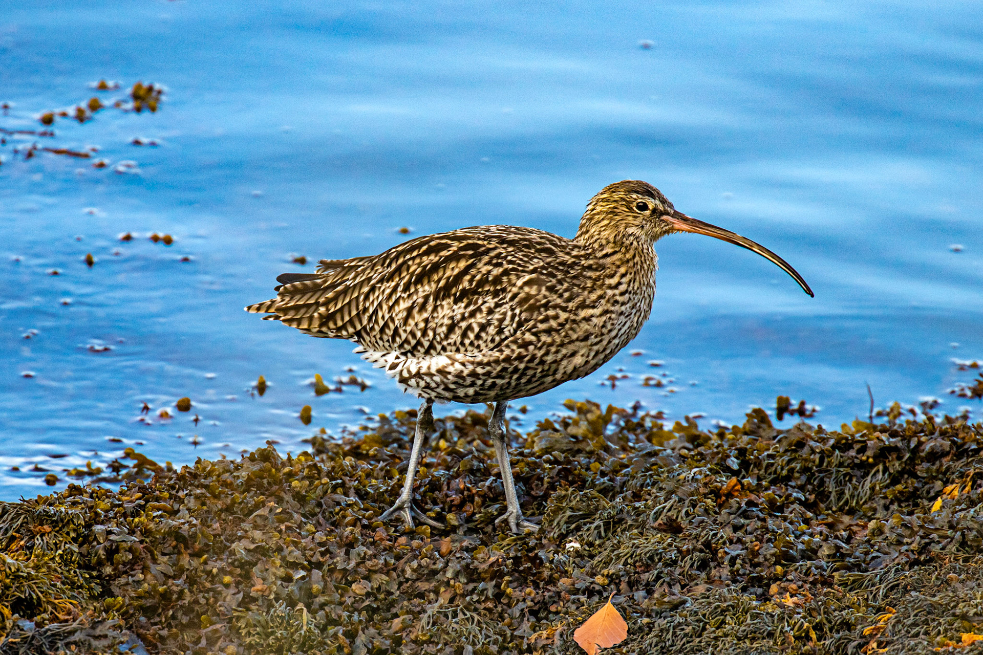 Curlew - South Queensferry 30 October 2024