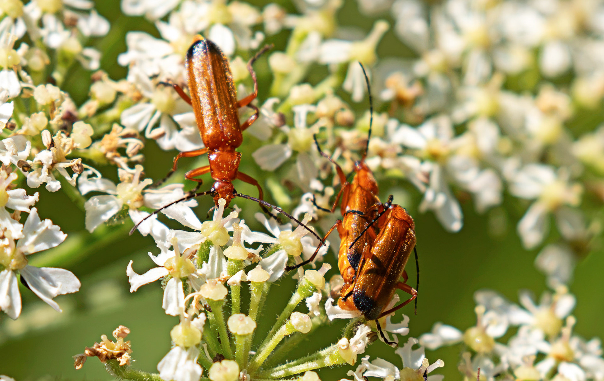 Soldier Beetles - Howden Walled Garden 15 July 2026