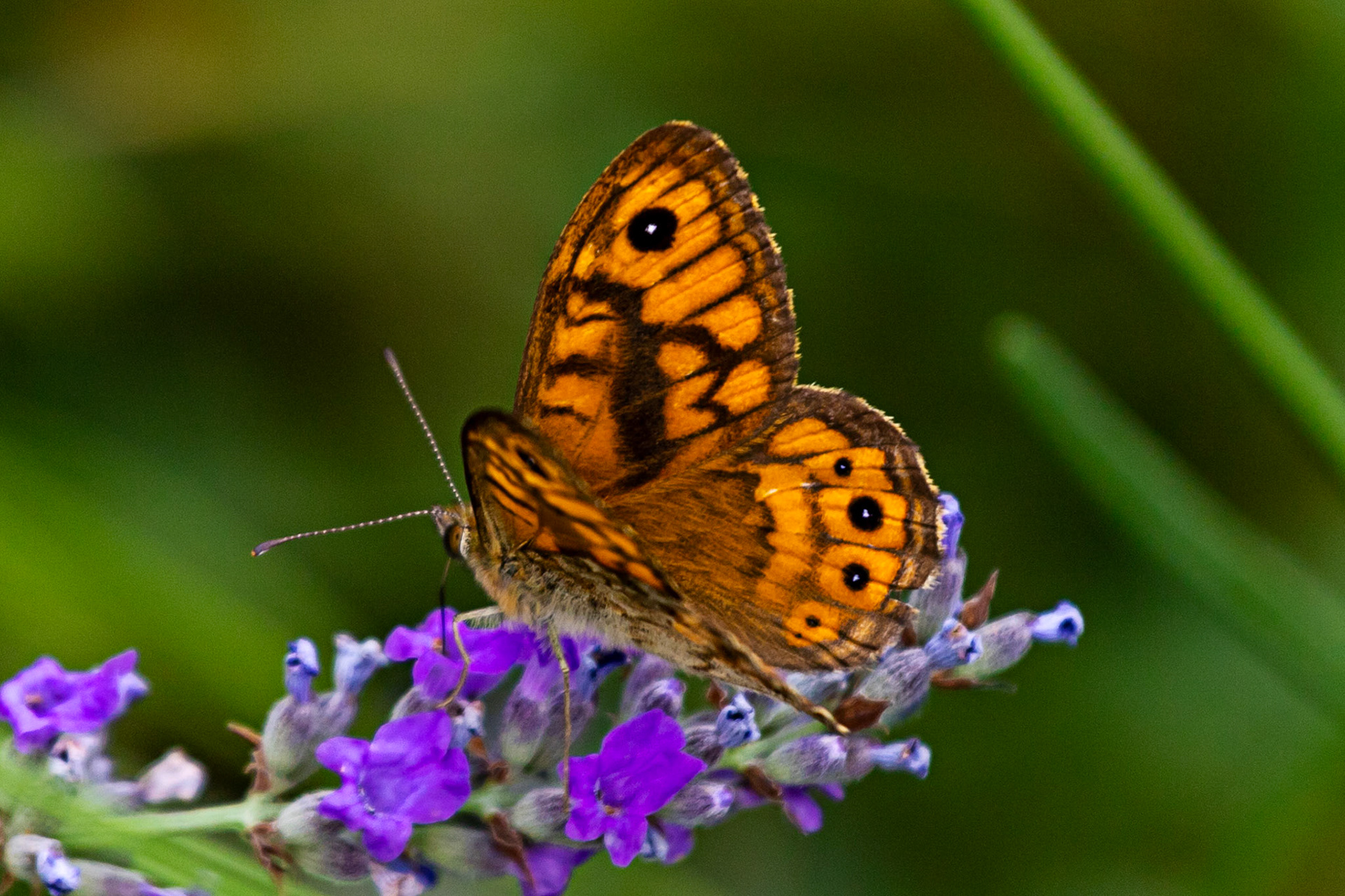 Butterflies in the Medici Fort - Siena 21 June 2024