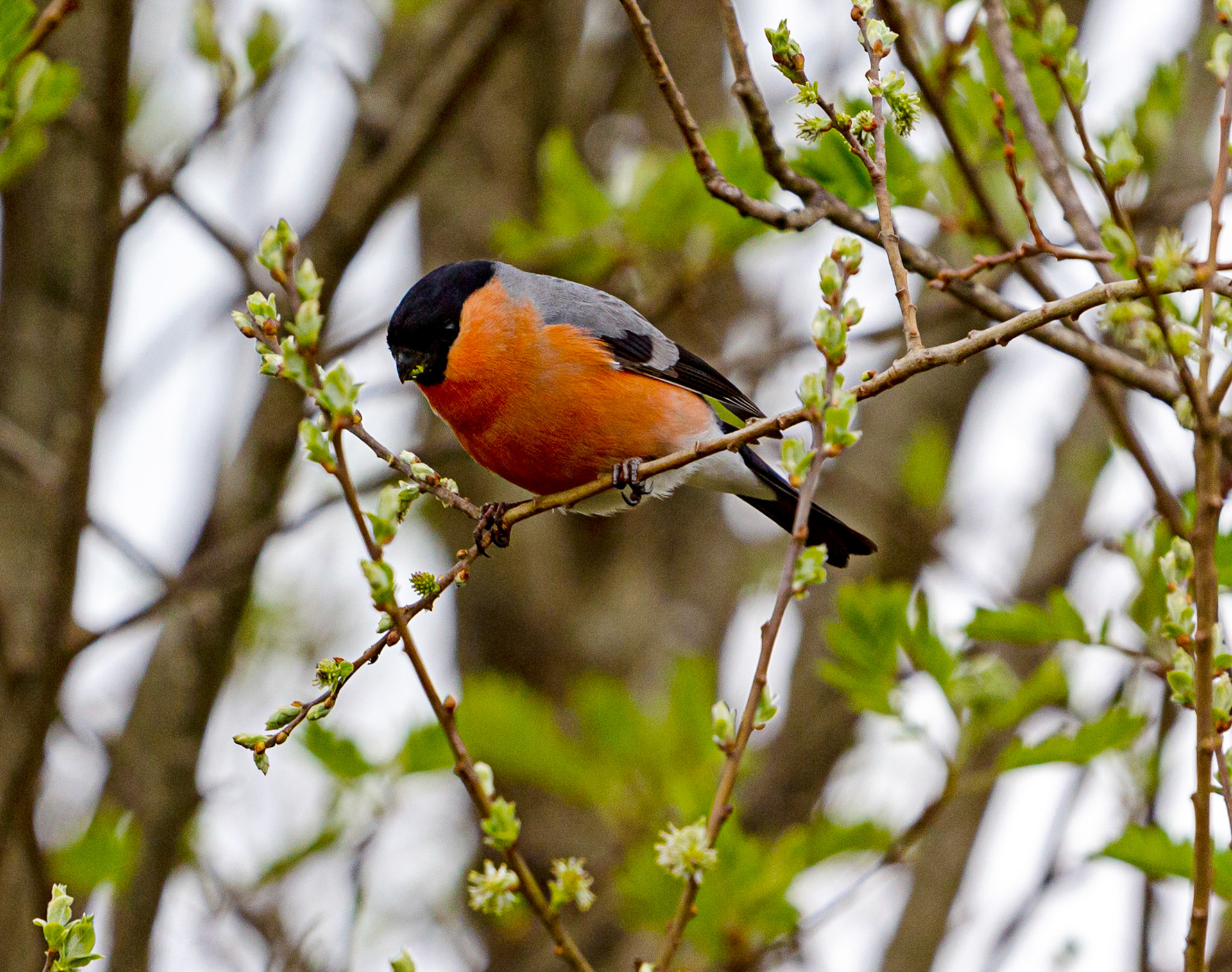 Bullfinch Near Laggan Dam 20 May 2021 Please see my other photos at JamesPDeans.co.uk