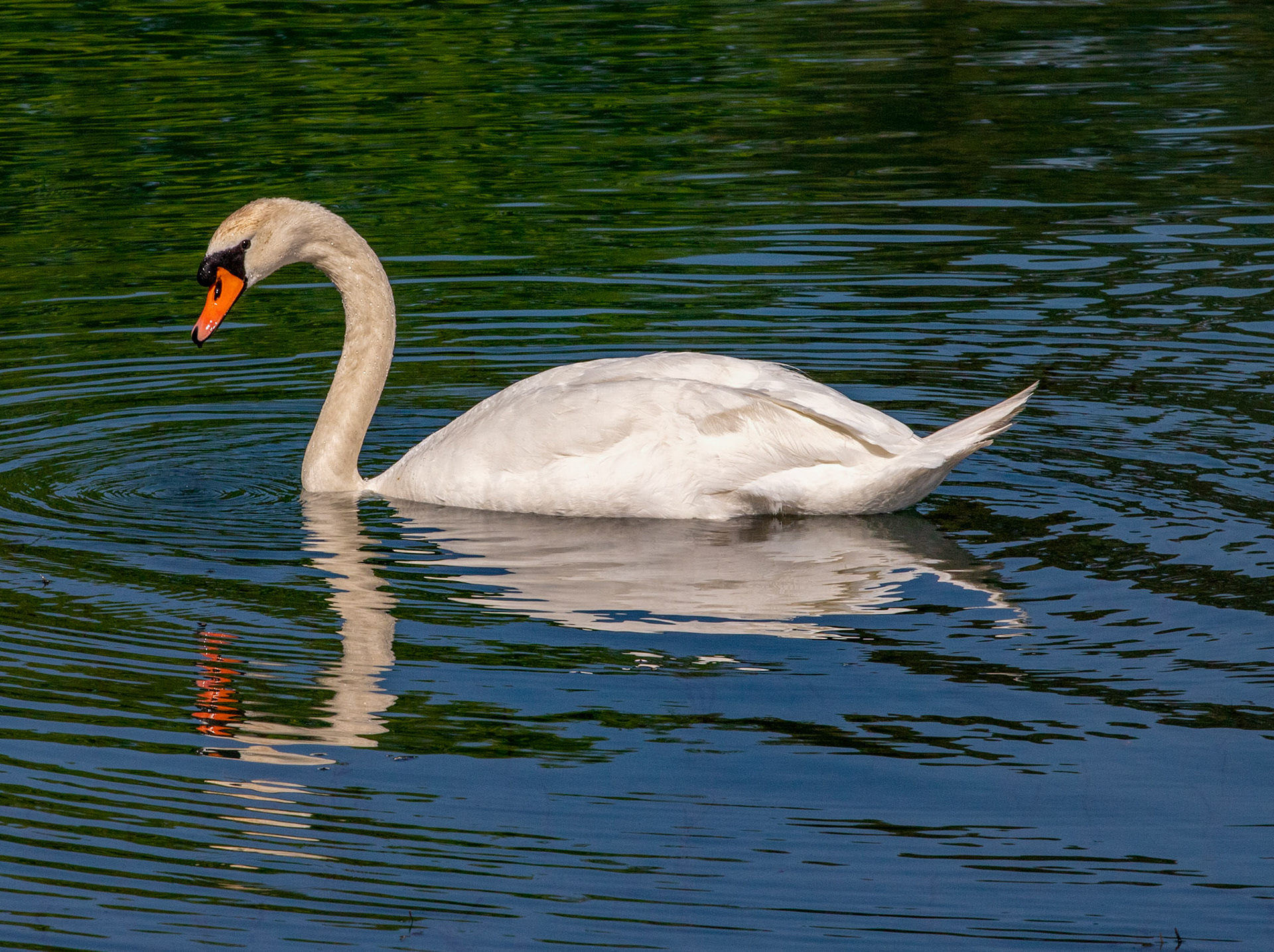 Kinross Fishery 11 May 2024