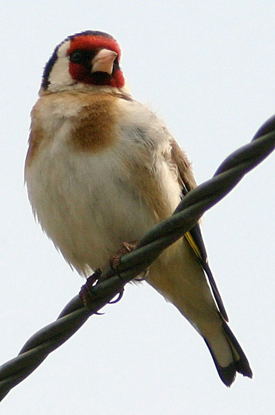 ElchoPlease see my other Photographs at: http://www.jamespdeans.co.uk/