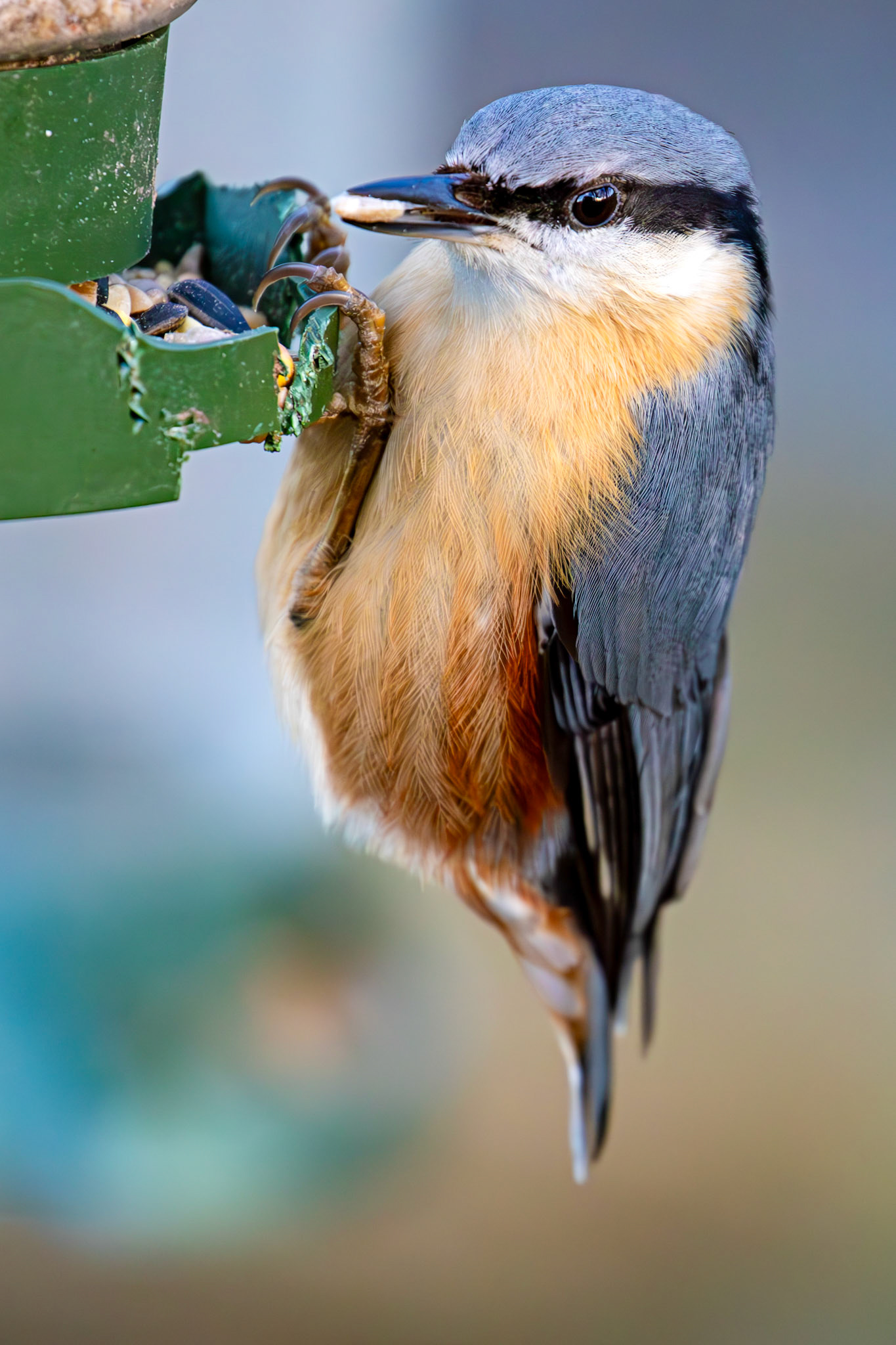 Nuthatch at Bavelaw 30 January 2025
