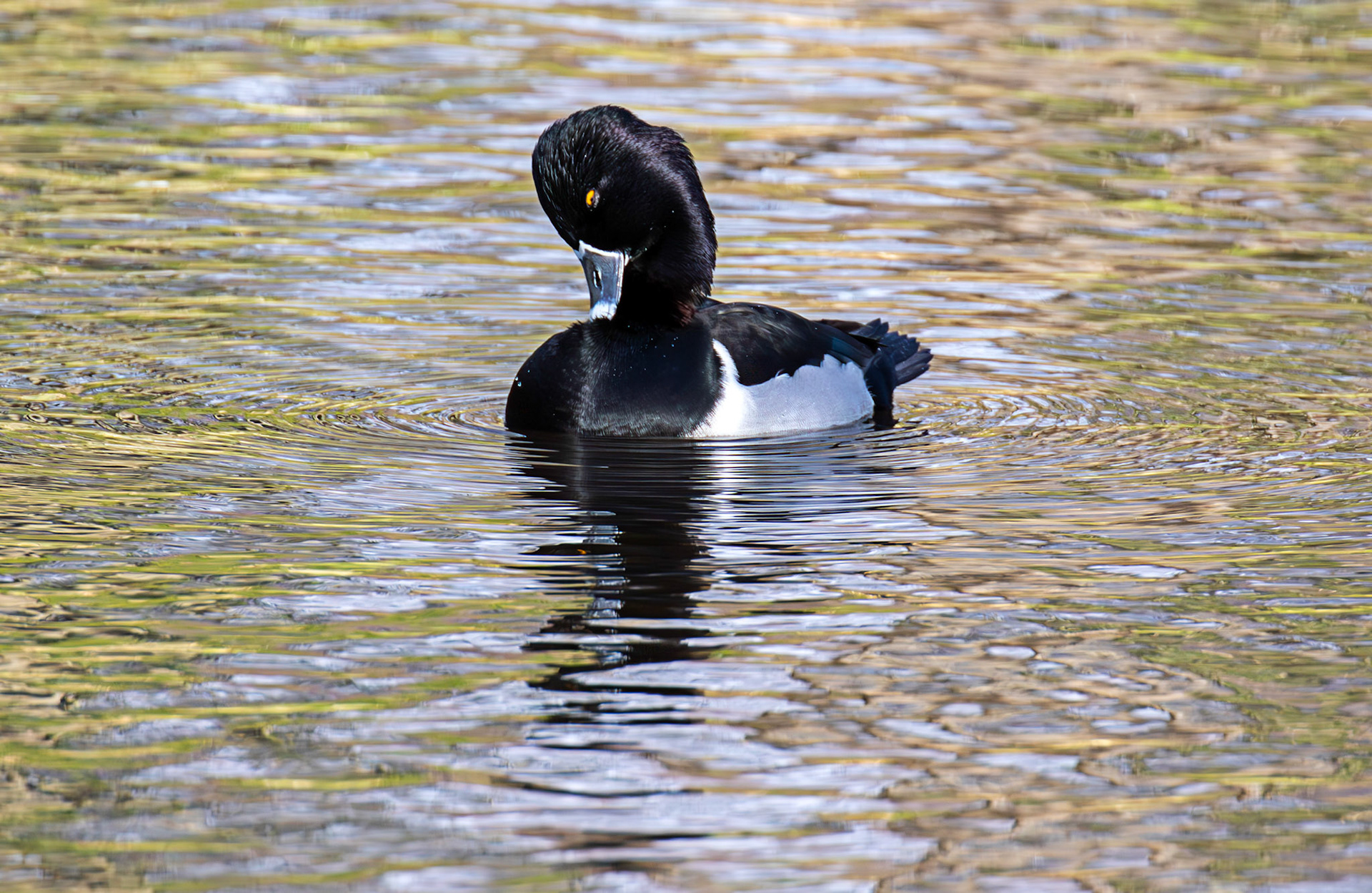 Ring-Necked Duck - Maxwell Park, Glasgow - 24 Feb 2025