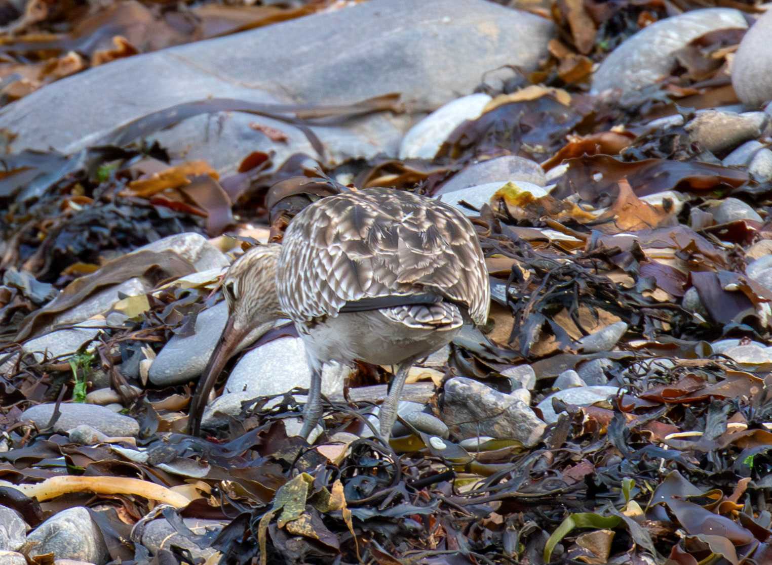 Whimbrel at Brough 03 May 2026