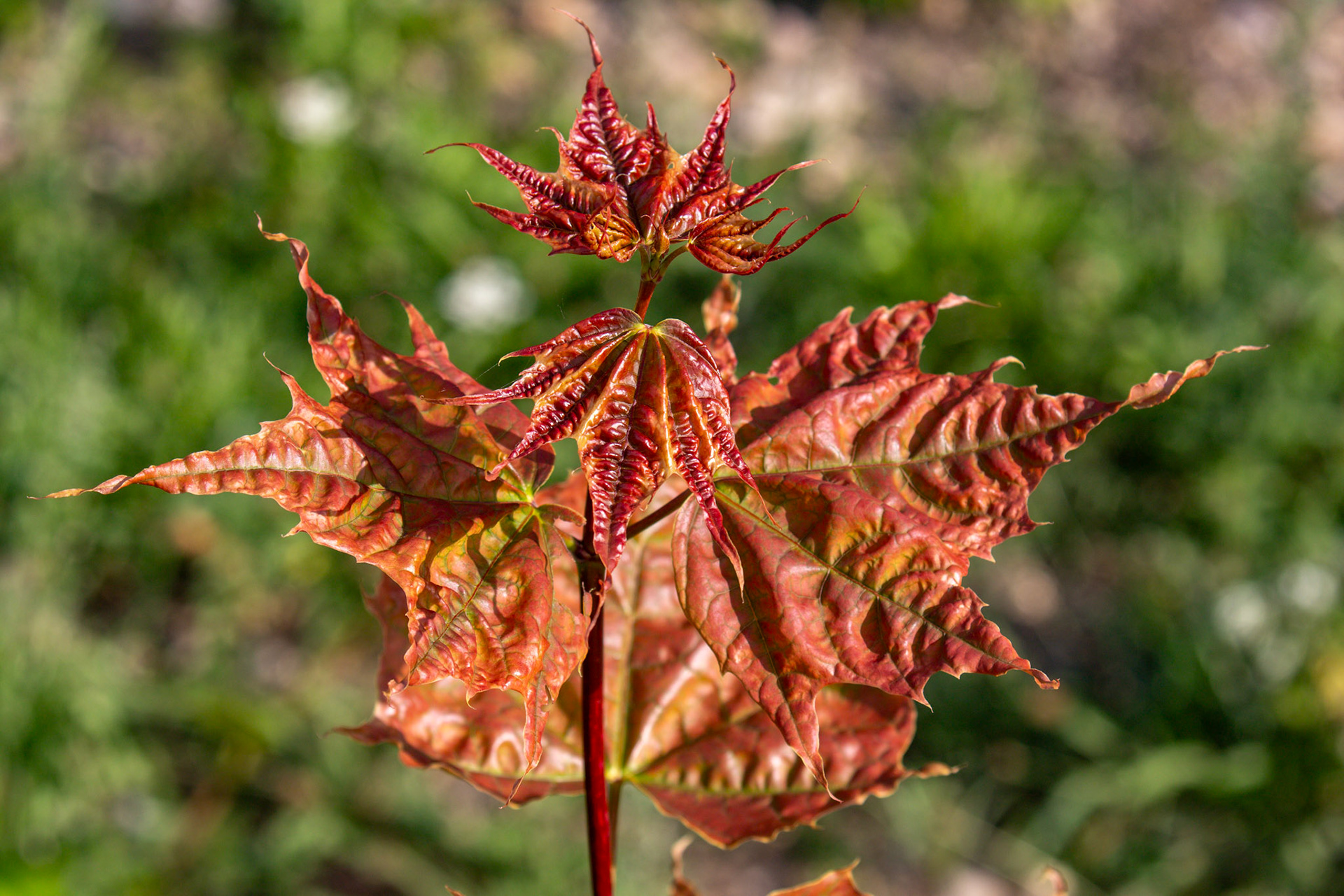 Walk Thames Path MArlow to Bourne End 06 August 2025