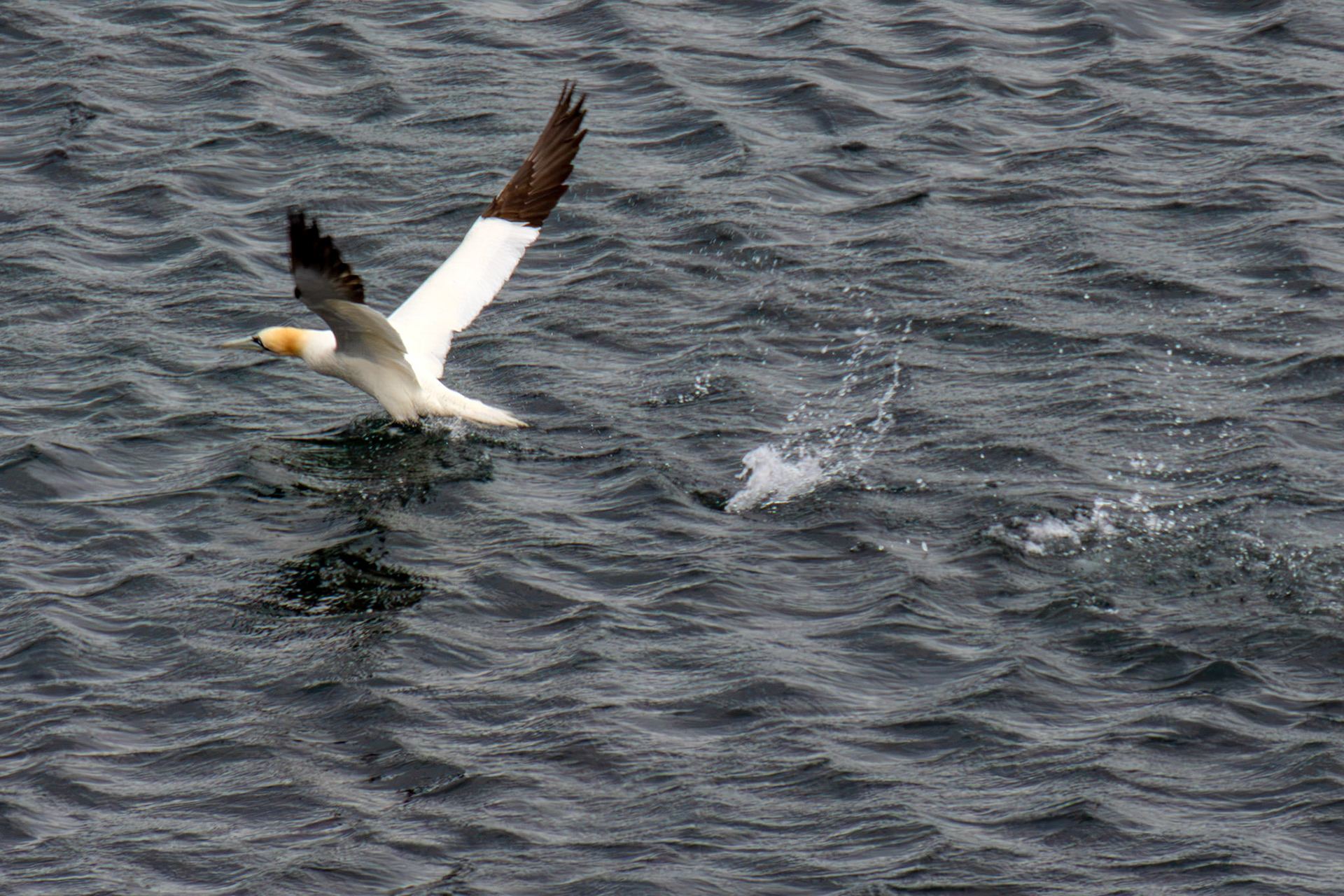 Northern Gannet getting airborne after dive - Tantallon Castle 04 July 2026