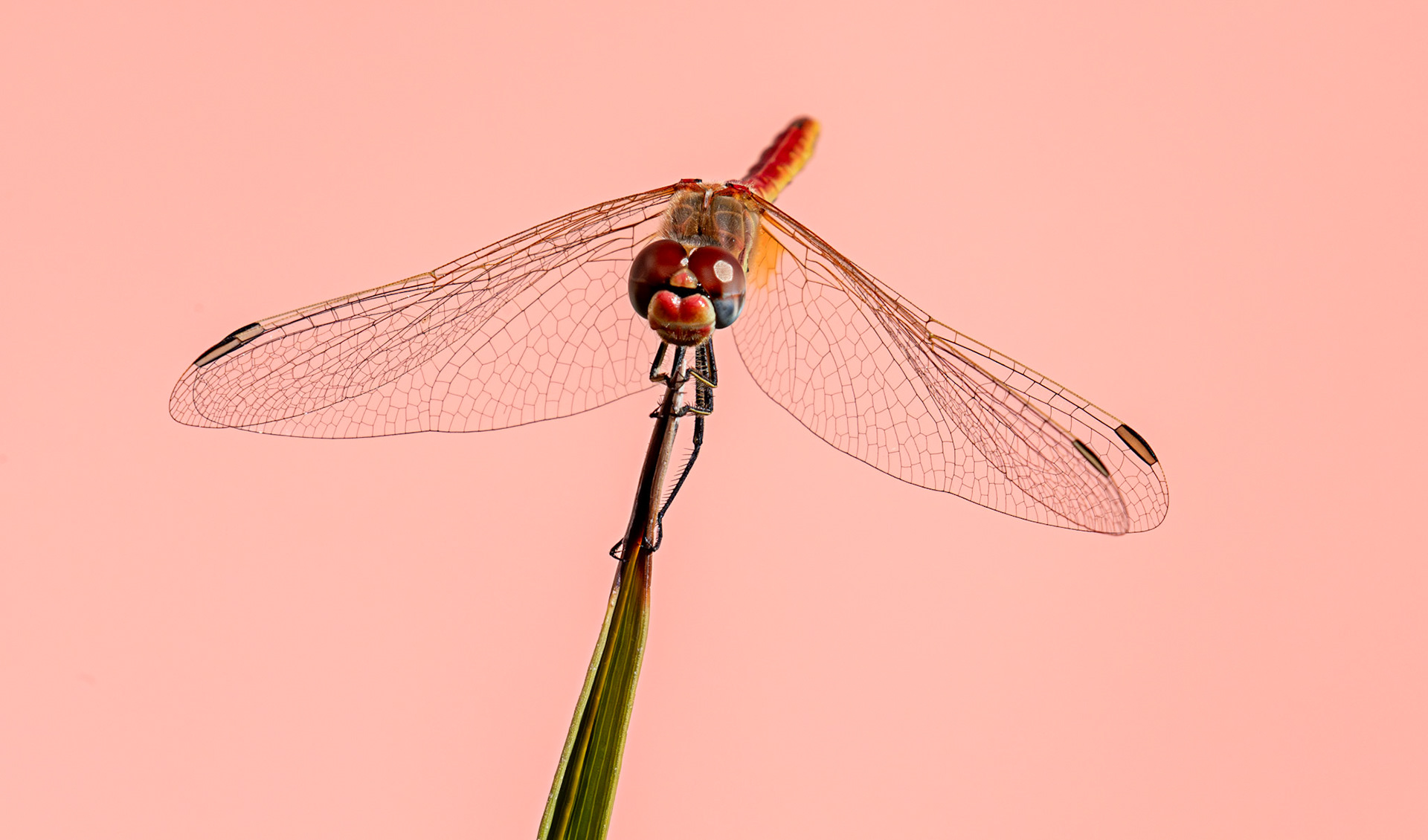 Red-veined Darter (Sympetrum fonscolombii) Monterosso 06 Sept 2025