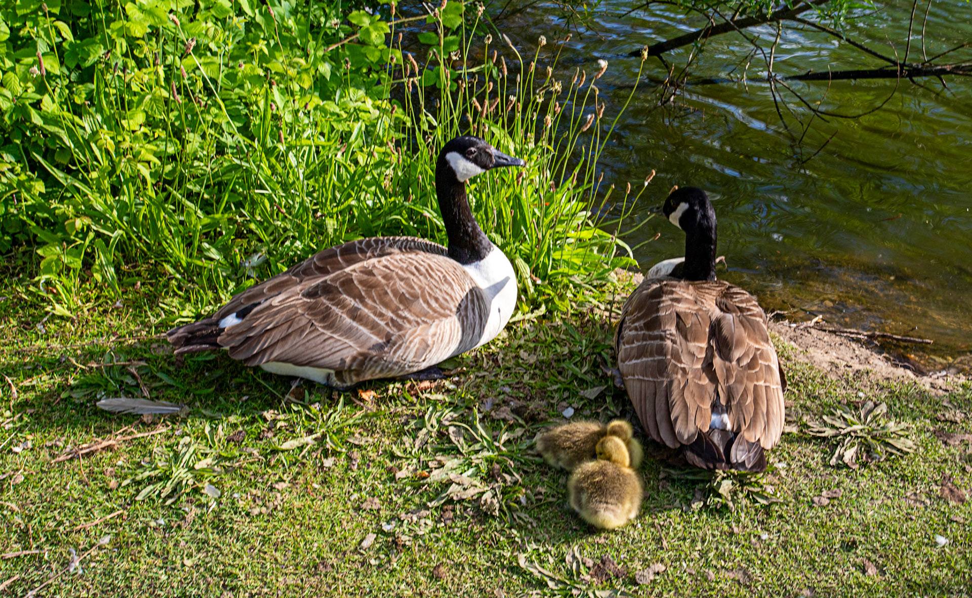 Reading 08 June 2024