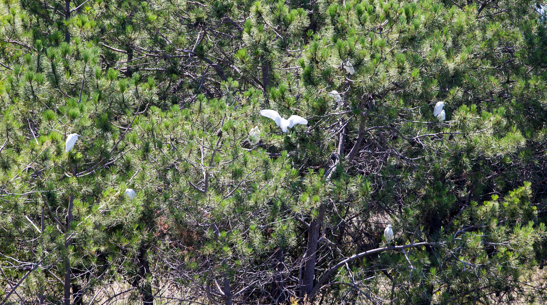 Little Egrets in Parque Natural da Ria Formosa, Olhão
