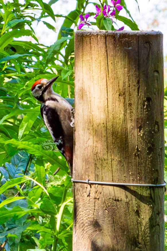 Hermand Birch Wood 31 July 2024