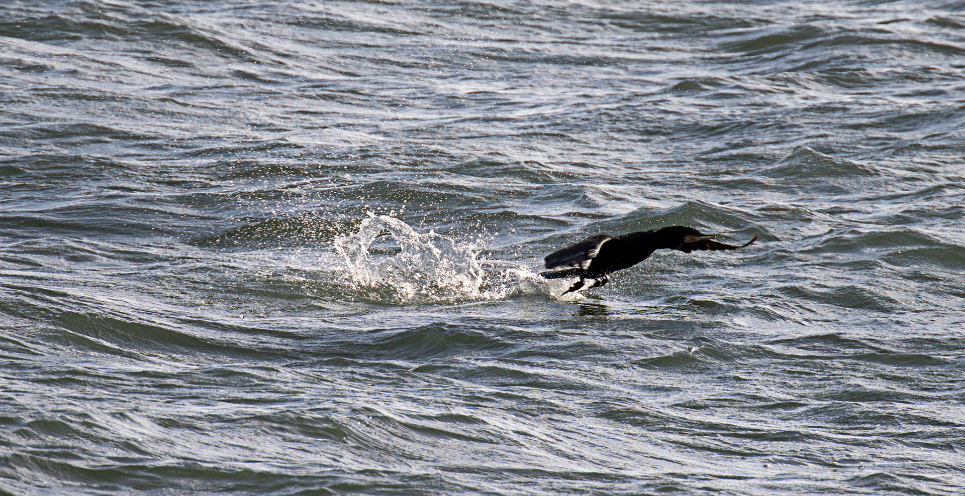 Atlantic Great Cormorant - Pettycur Harbour - Firth of Forth 22 Feb 2025