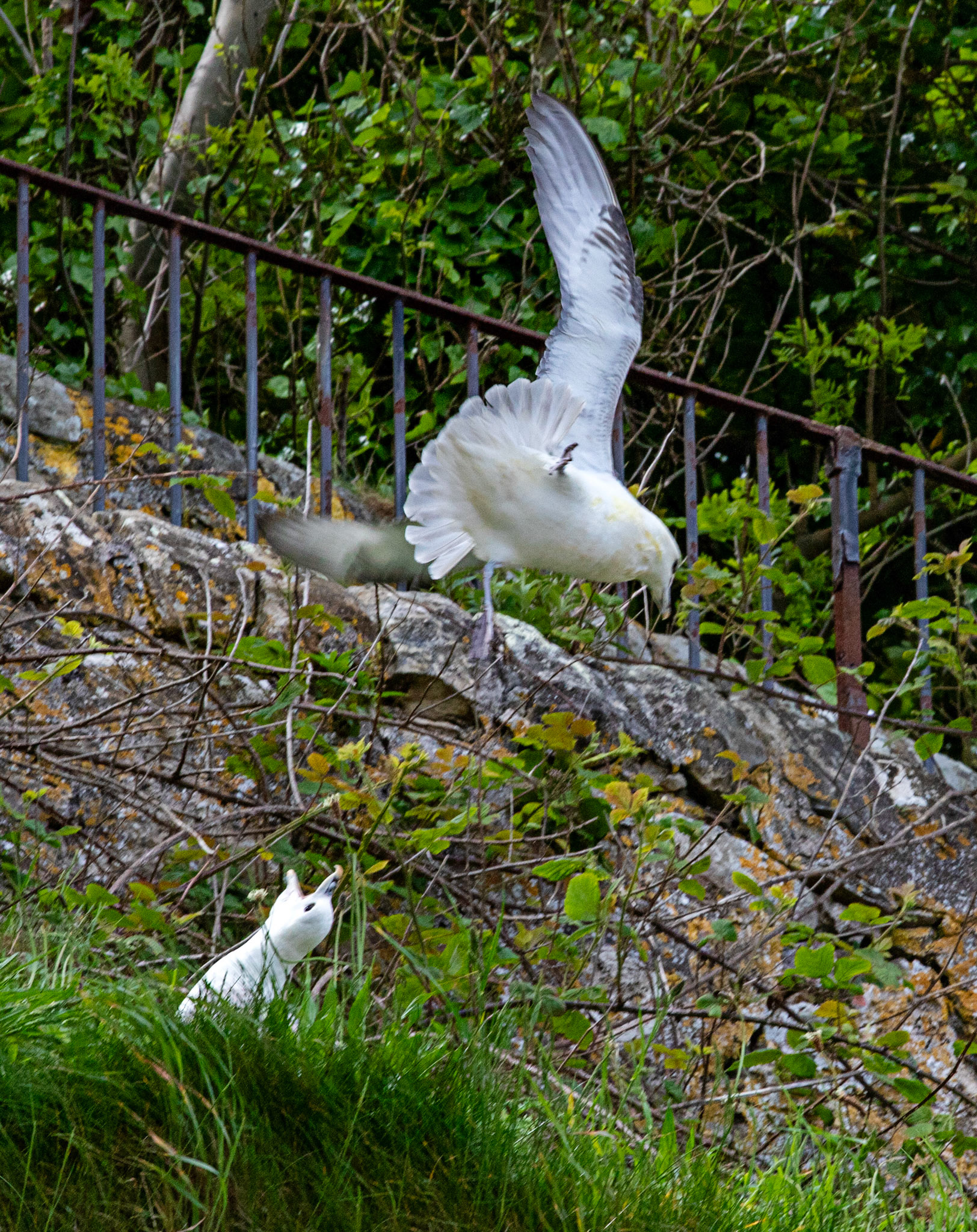 Fulmar at Dysart 25 May 2024