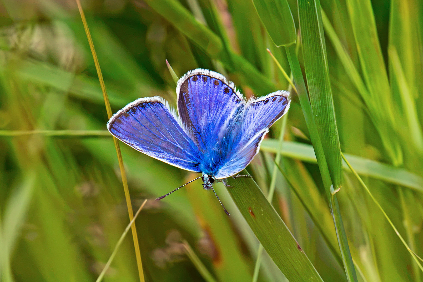 Common Blue (Polyommatus icarus) - Harperrig 14 July 2026