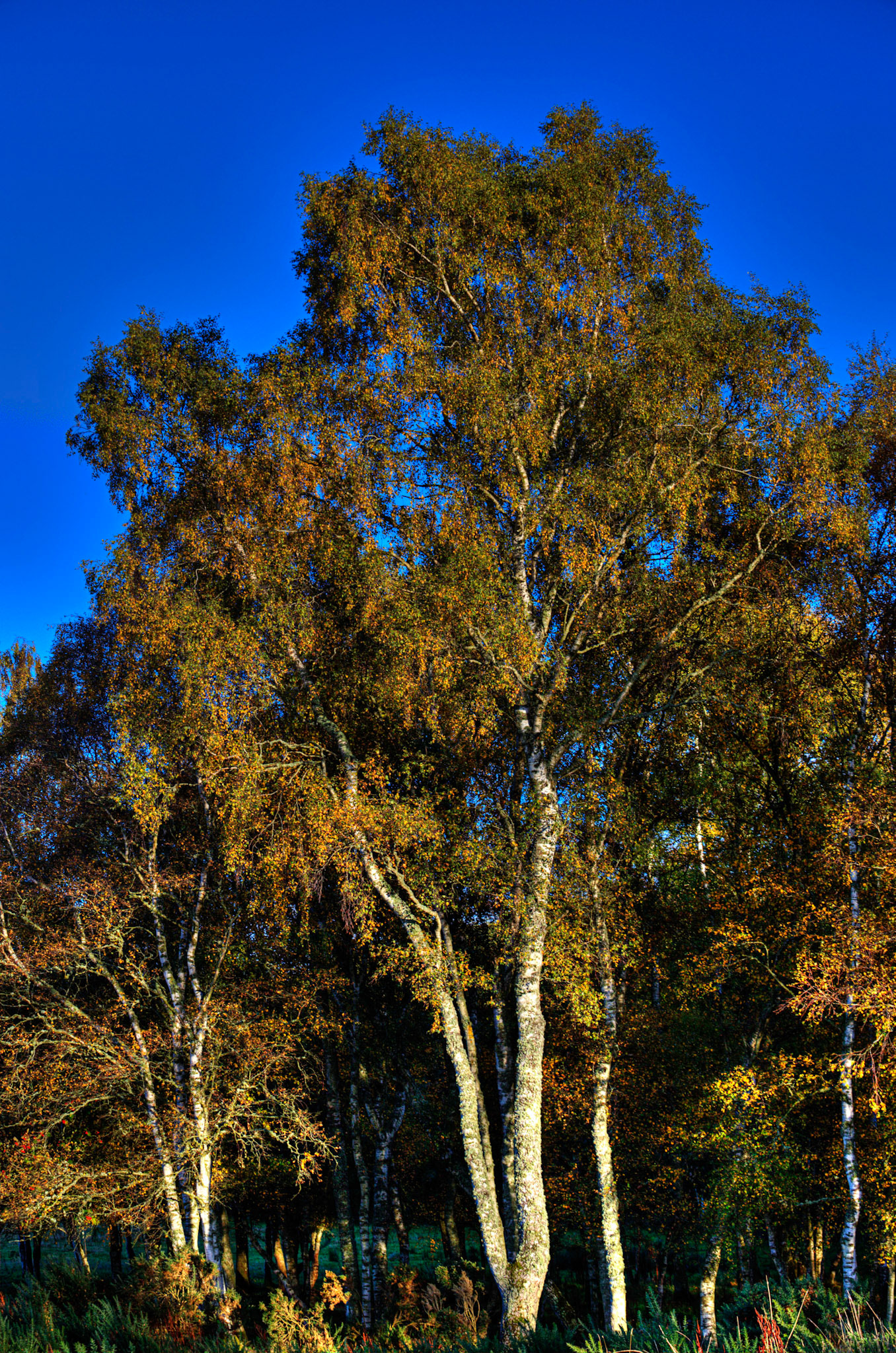 Autumn in Aberdeenshire 14 to 16 October 2022