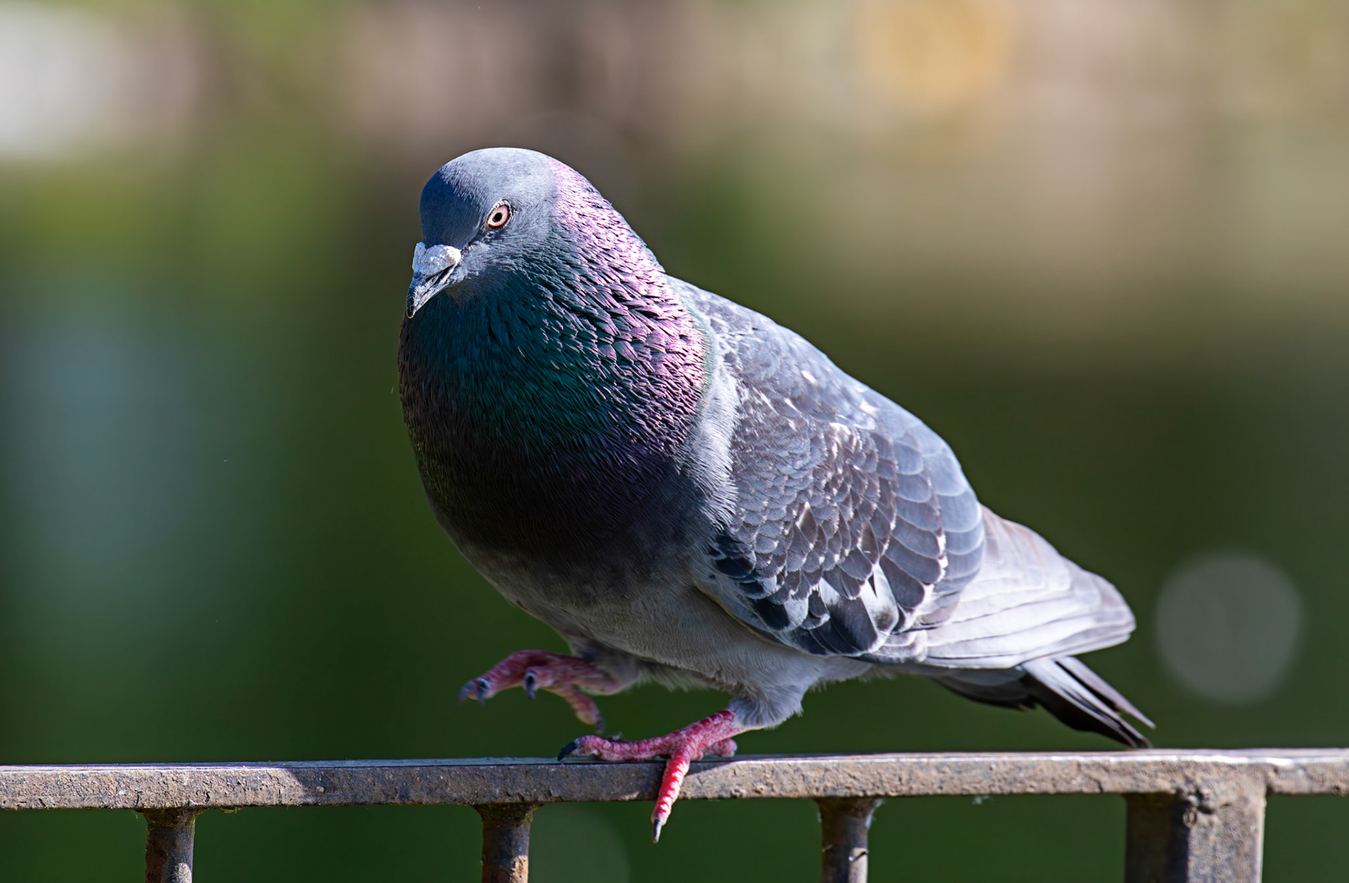 Amorous Feral Pigeon at Hogganfield Loch 25 May 2026