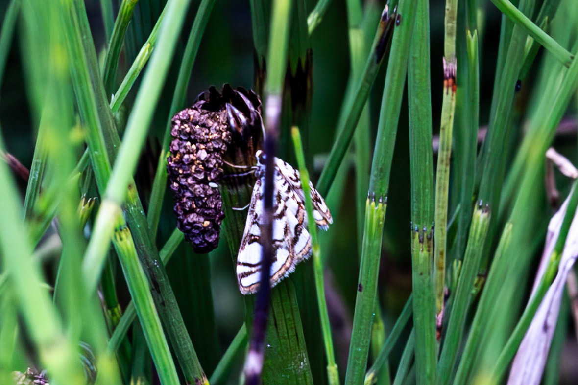 RSPB Loch Lomond 03 August 2024