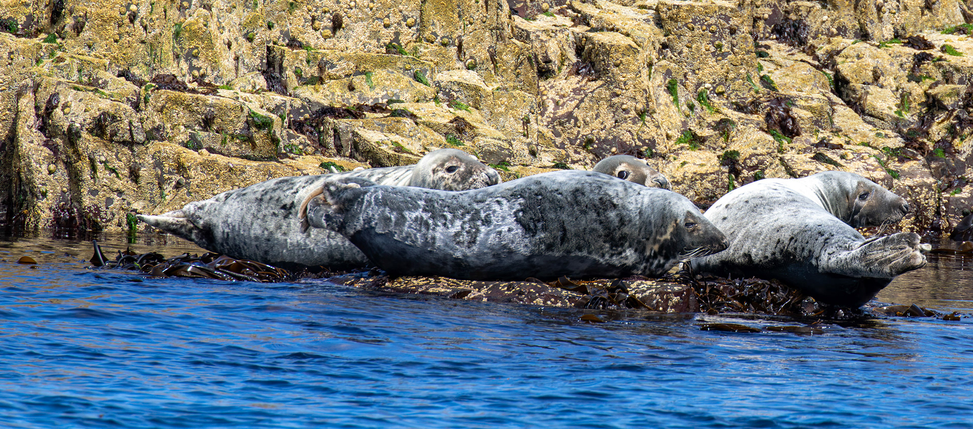 Grey Seals - Farne Islands 03 July 2026
