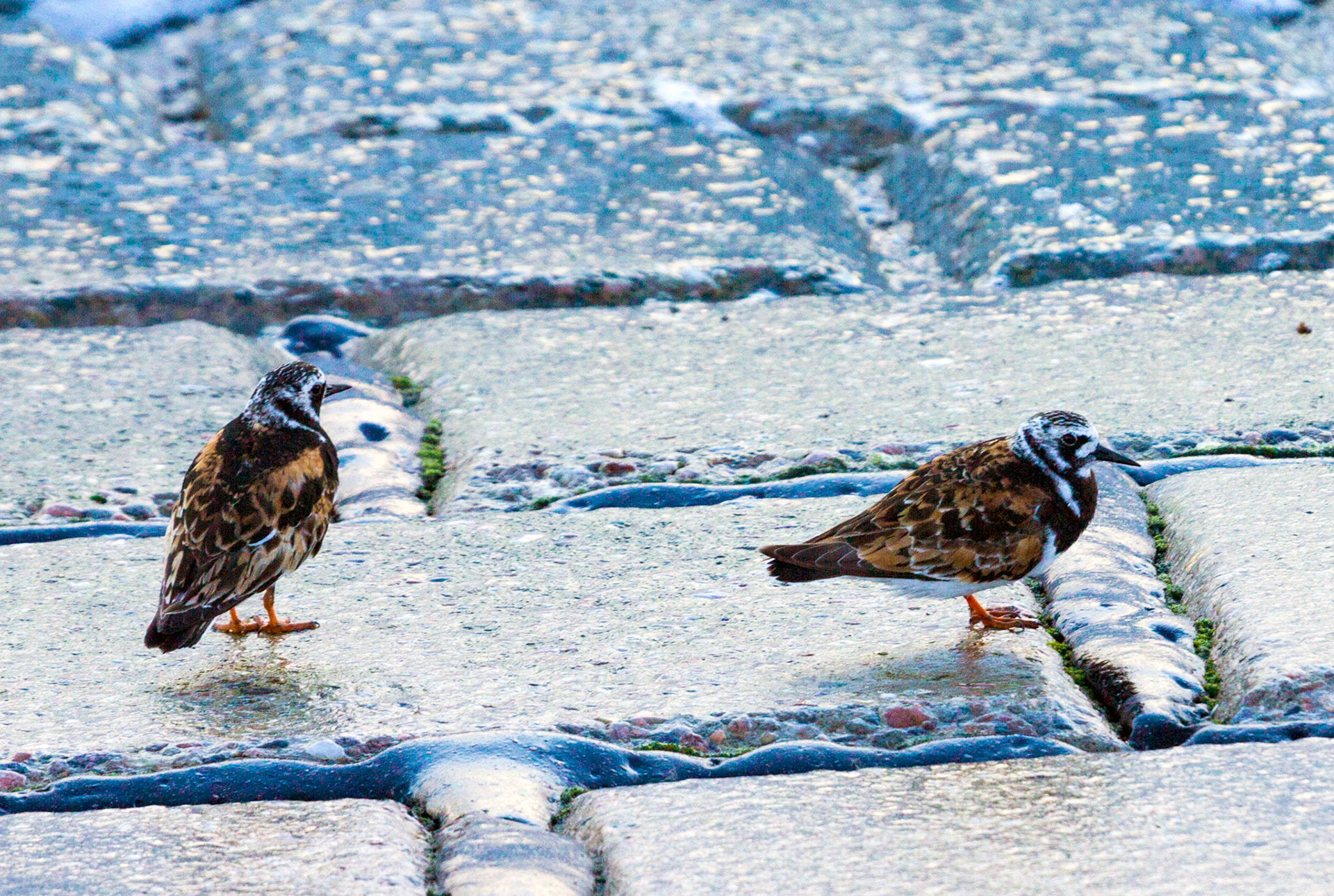 Turnstones on the seafront at Aberdeen. They were waiting for some sand to be exposed as the tide dropped.Please see my other Photographs at: www.jamespdeans.co.uk