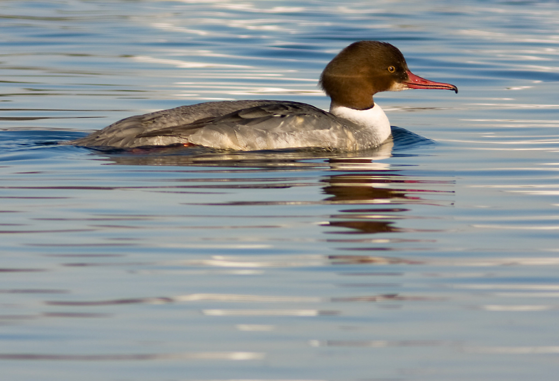 Hogganfield LochPlease see my other Photographs at: http://www.jamespdeans.co.uk/