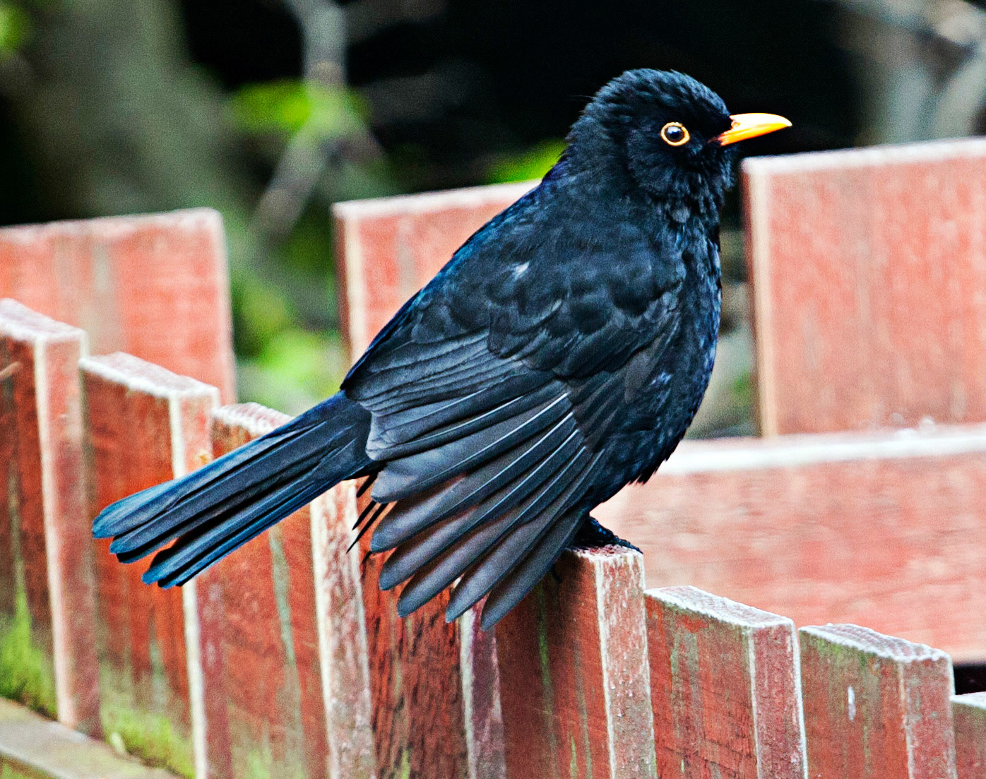 Blackbird preening in Deans, Livingston, having been sunning itself. 25 May 2016.Please see my other bird Photographs at:http://www.jamespdeans.co.uk/p335071268