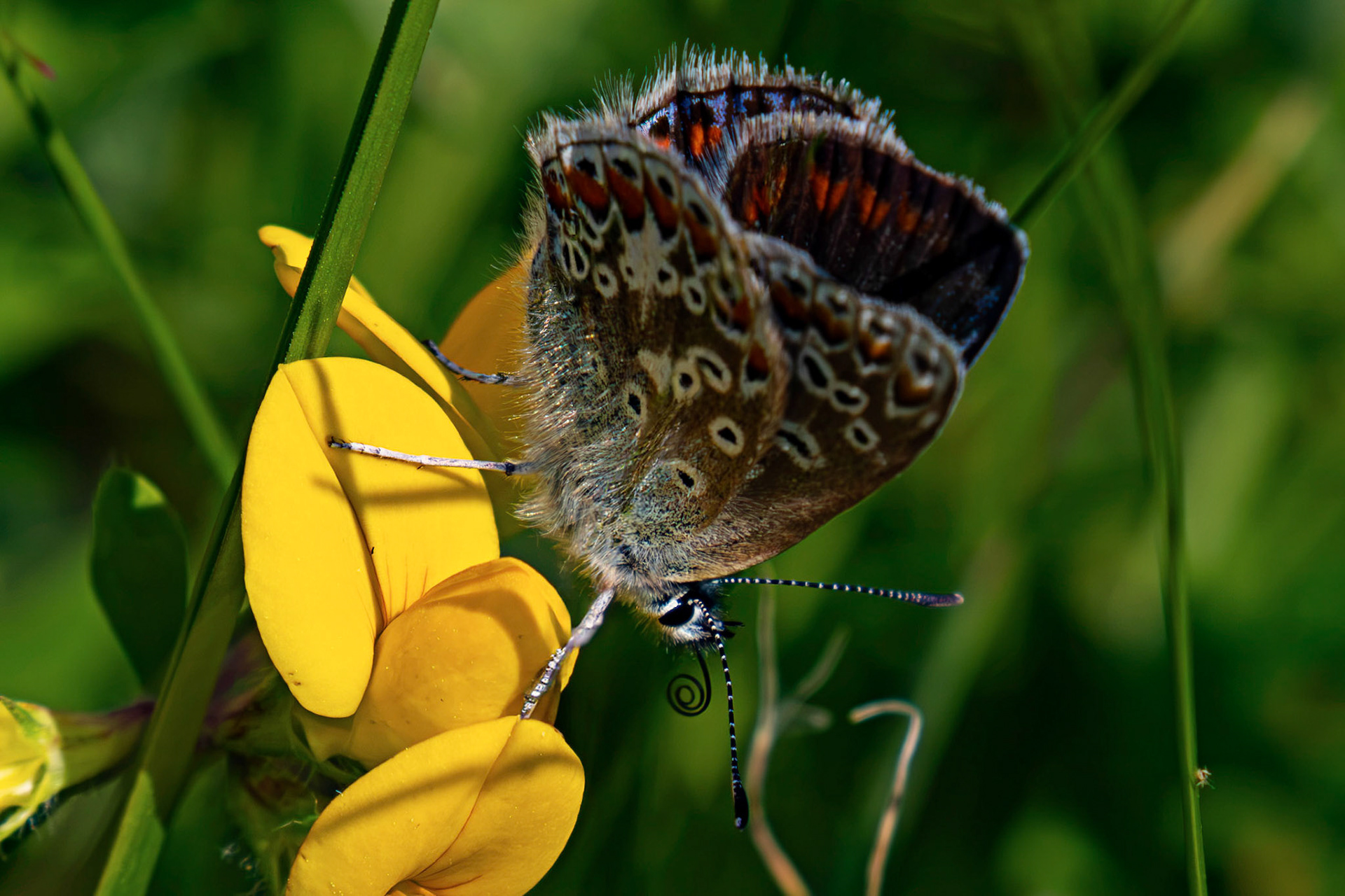 Female Common Blue - Harperrig Reservoir 17 July 2026