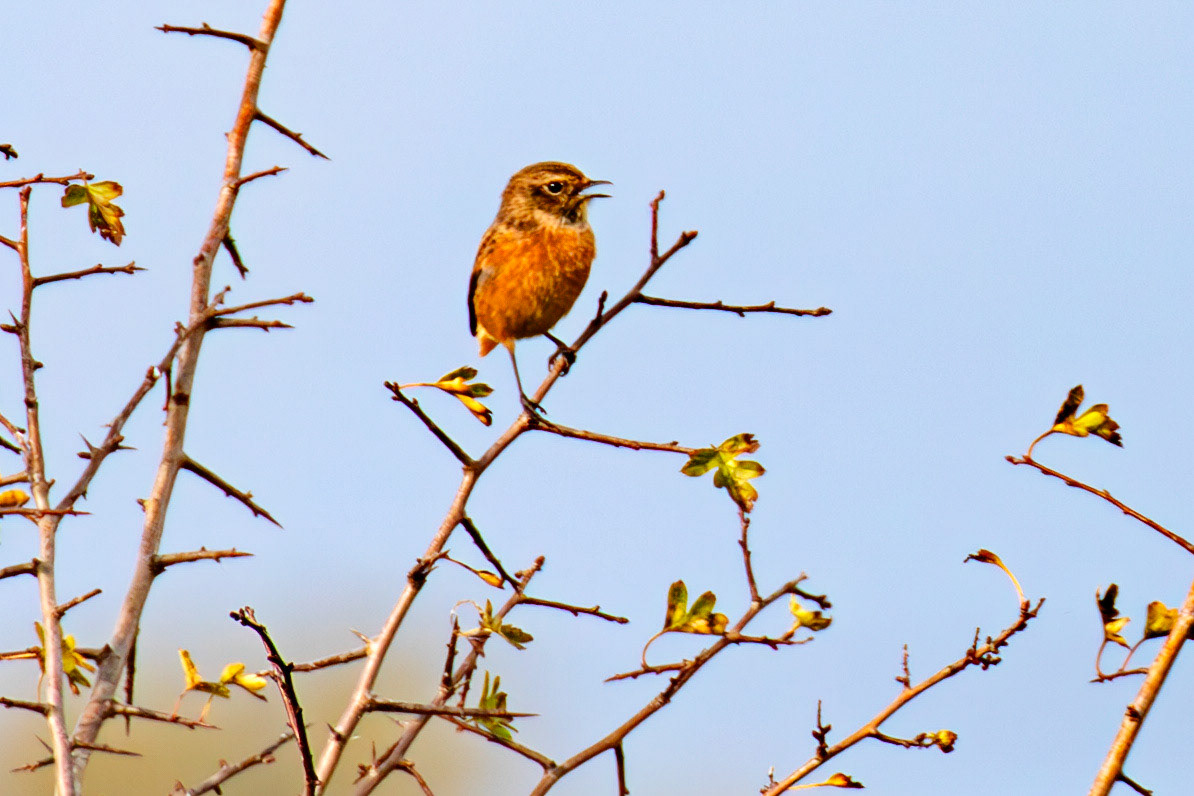 Stonechat - Higgins Neuk 23 Oct 2024