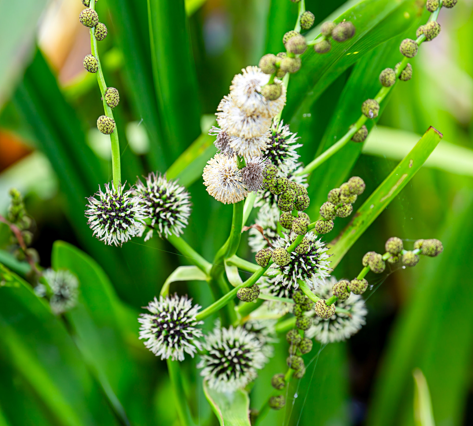 River Itchen Mansbridge 26 July 2025