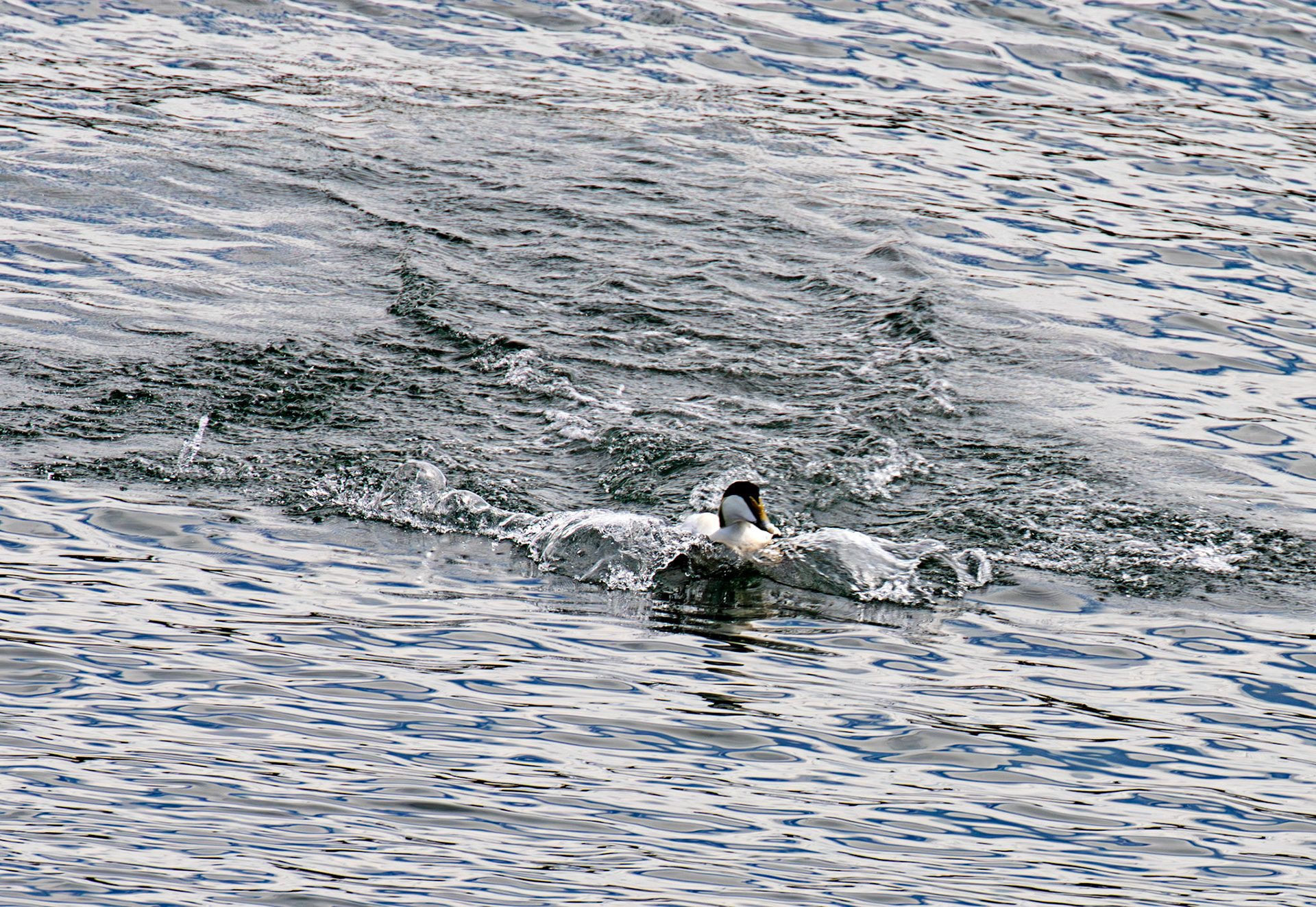 Kirkcaldy Harbour 23 May 2026