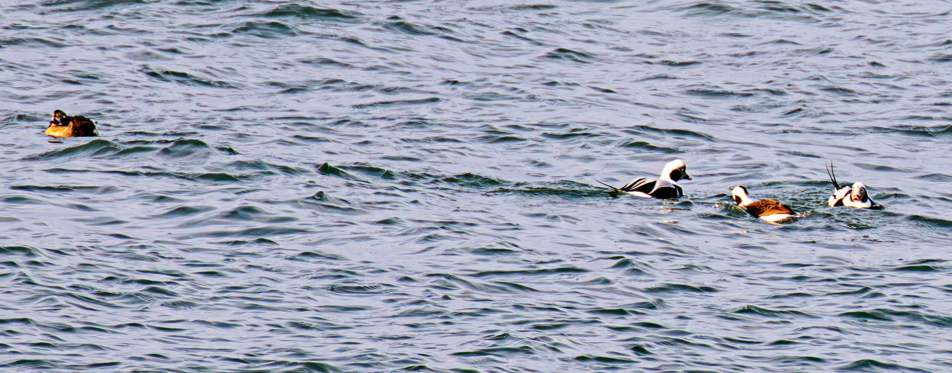 Long-Tailed Ducks at Portessie 05 March 2026