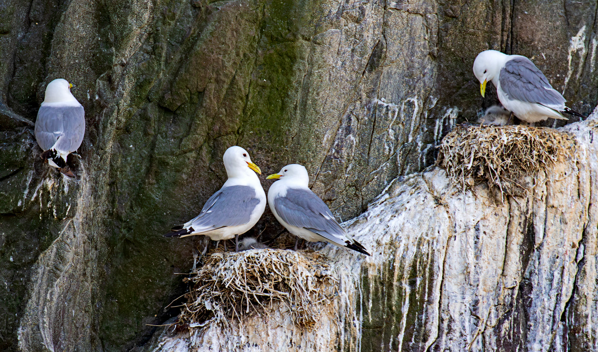 Kittiwakes - Farne Islands 03 July 2026