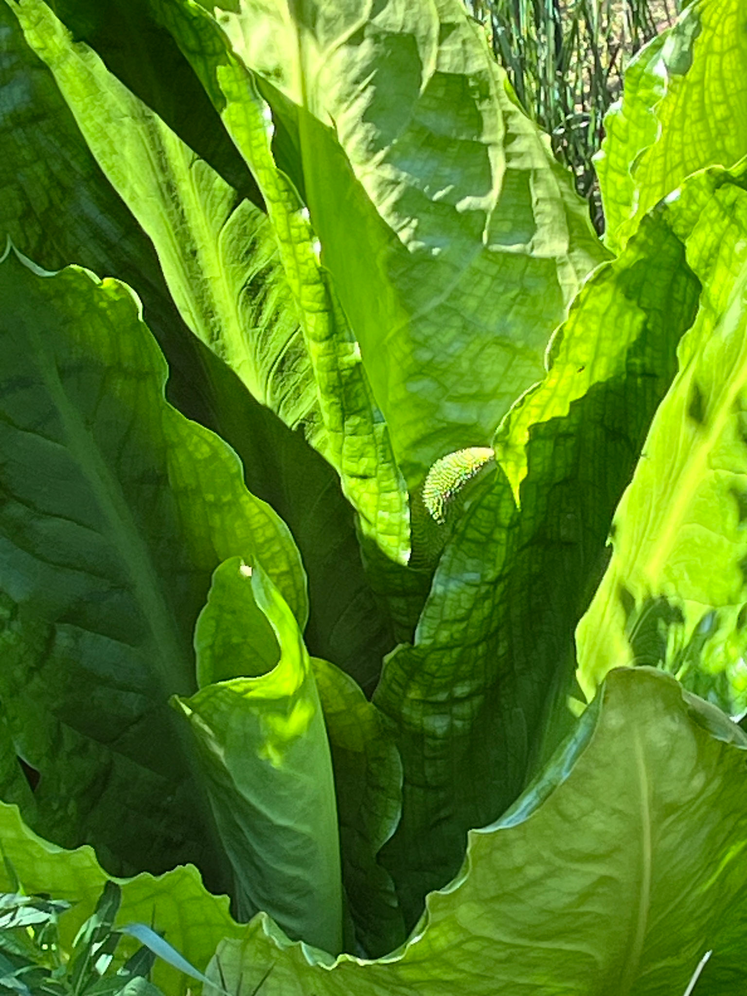 Wild-life Pond at Polkemmet Country Park 13 May 2025