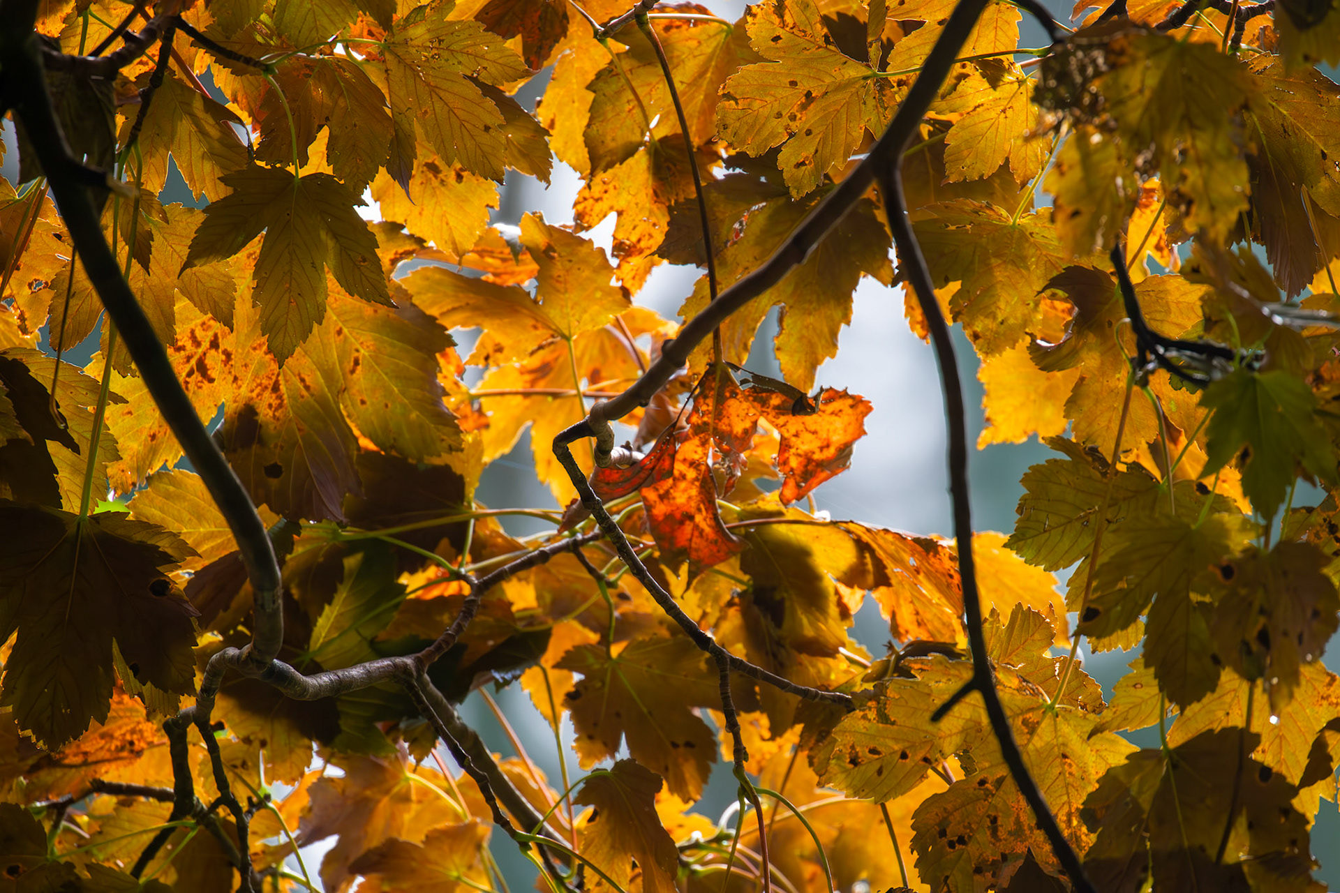 Beecraigs 24 September 2024