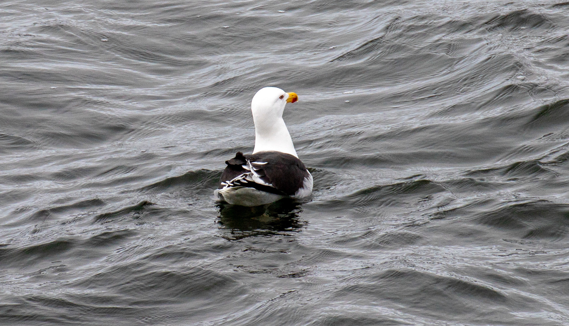 Greater Black Backed Gull: Sail to the Island of Islay 03 March 2025