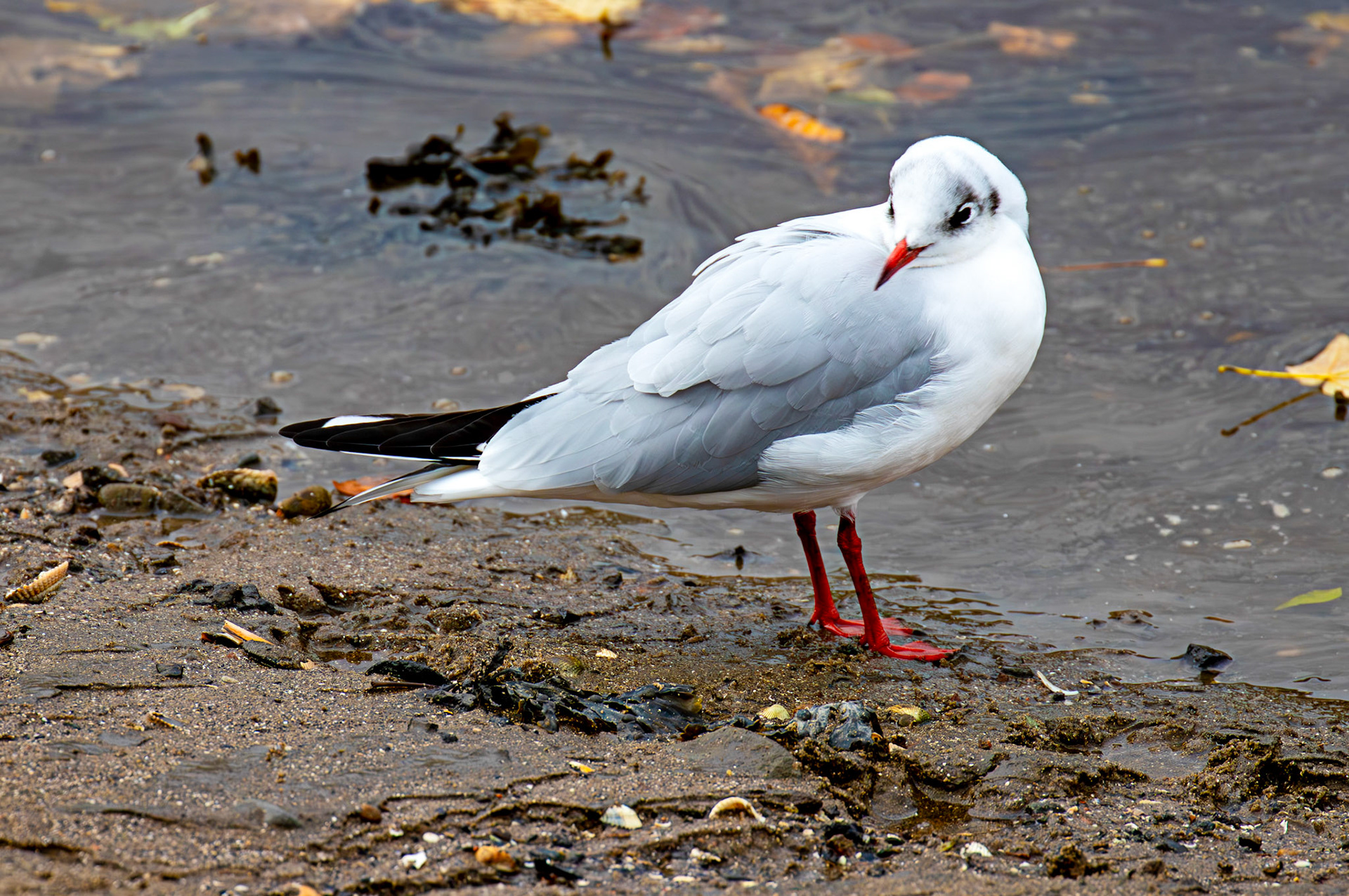 Black-headed gull. Birthwatching at Cramond 18 October 2024