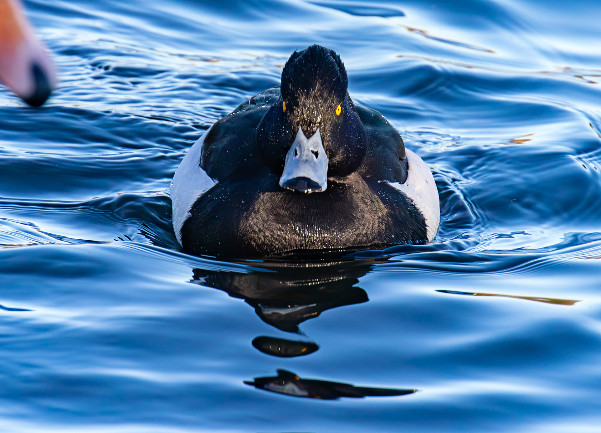 Tufted Ducks at Hogganfield Loch 10 January 2025