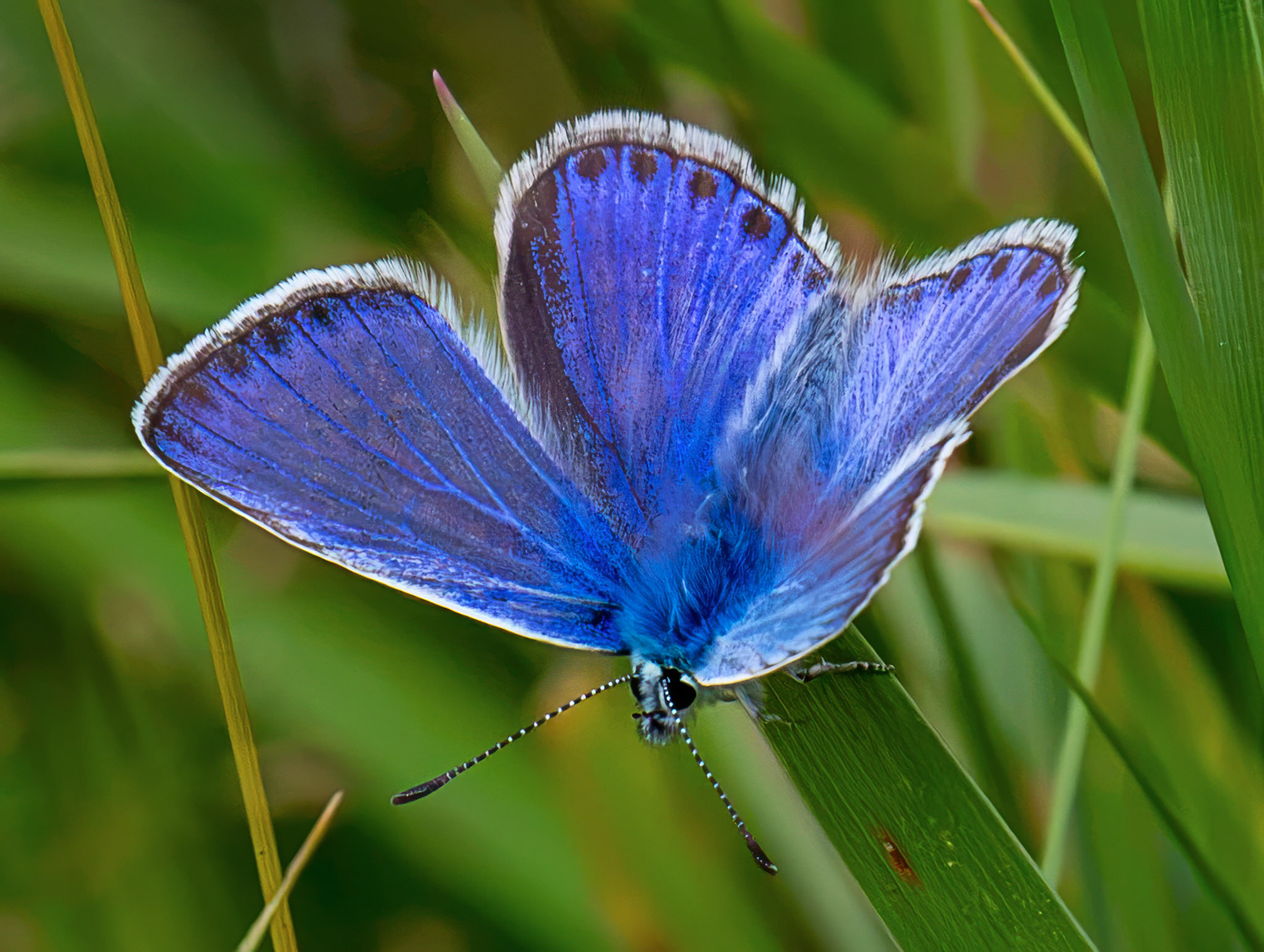 Common Blue (Polyommatus icarus) - Harperrig 14 July 2026