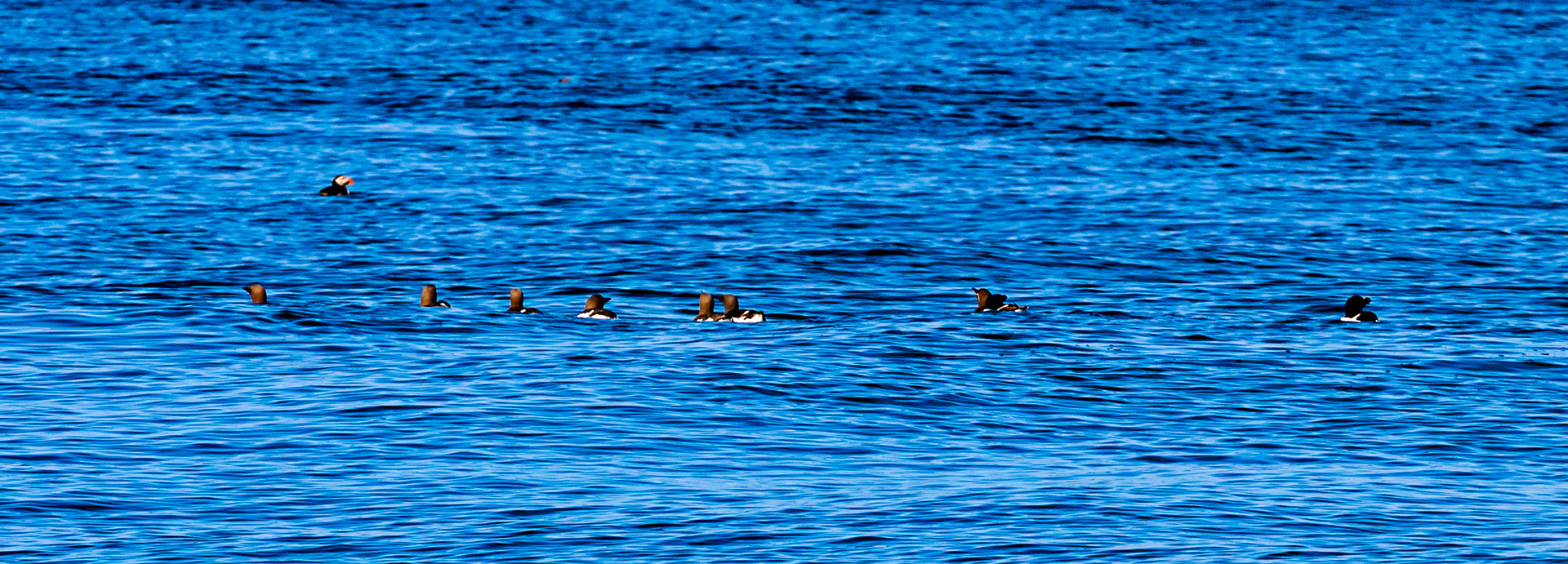 Isle of May - 04 June 2022