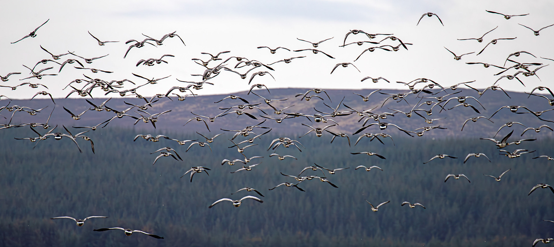 Barnacle Geese: The Island of Islay 04 March 2025