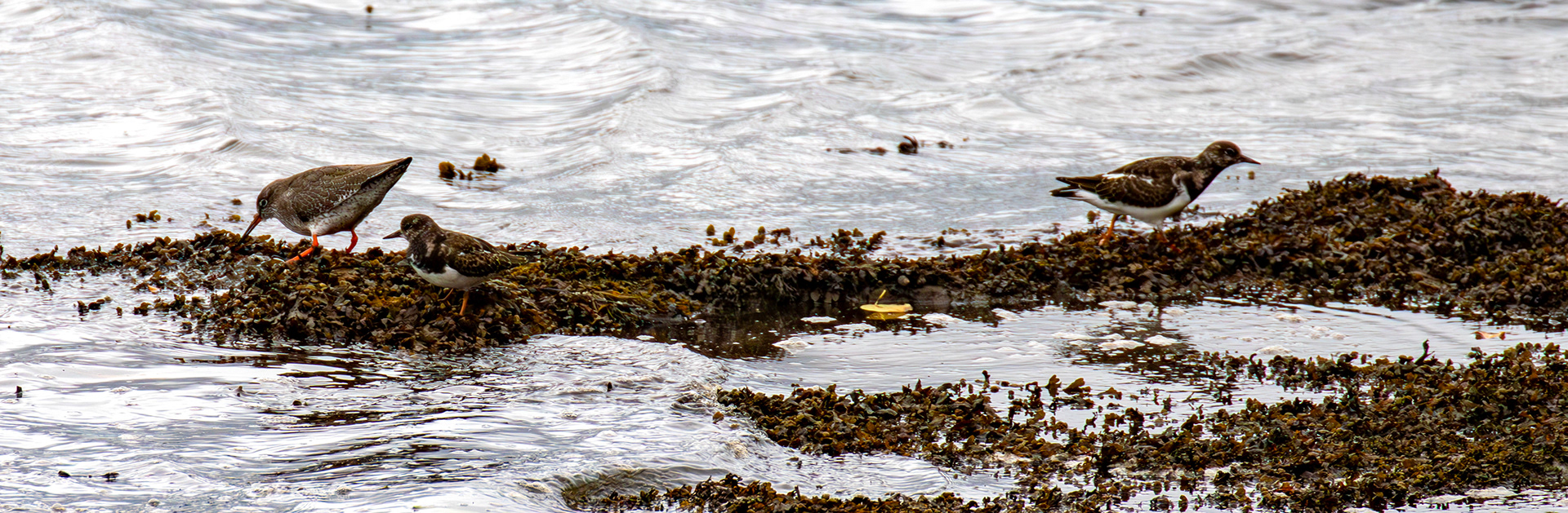 Ruddy Turnstones &amp; Common Redshank. Birthwatching at South Queensferry 18 October 2024