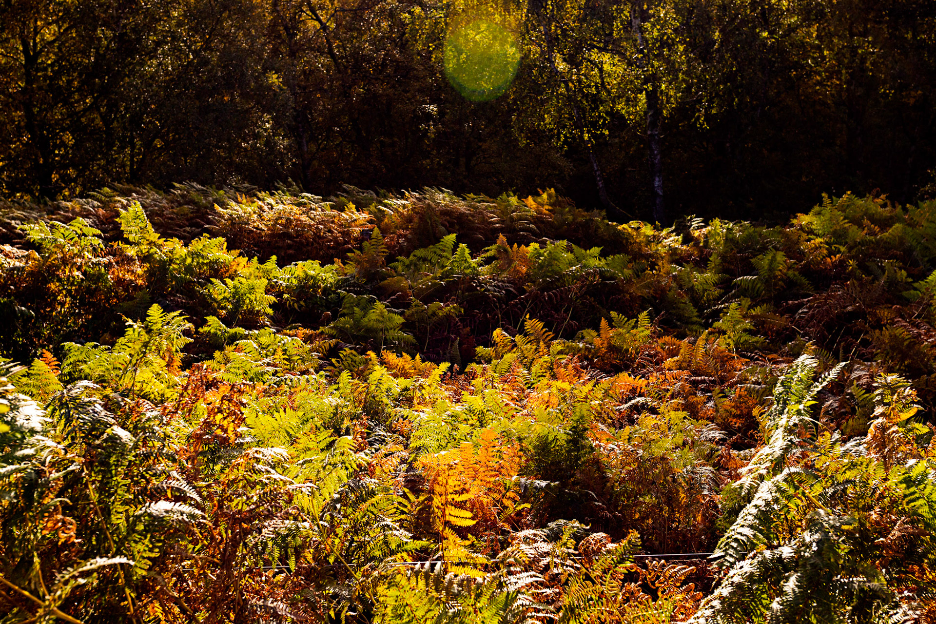 Autumn in Aberdeenshire 14 to 16 October 2022