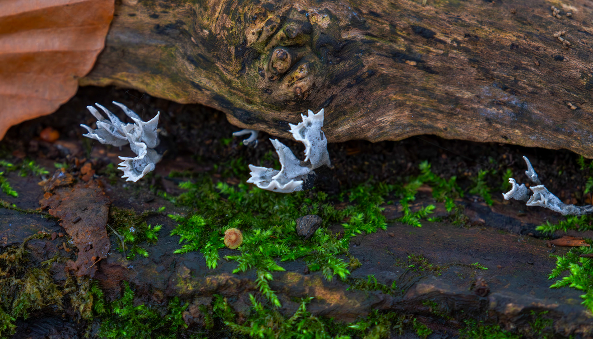 candlesnuff fungus (Xylaria hypoxylon) Deans Woods - 07 November 2025