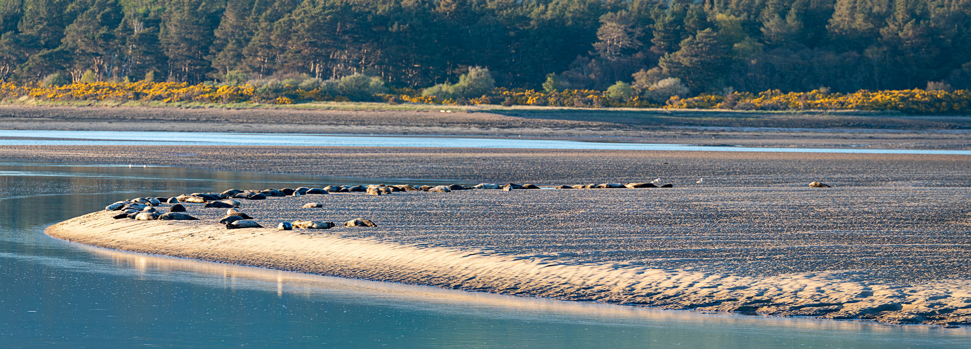 Grey Seals on Loch Fleet at Low Tide - 29 April 2026