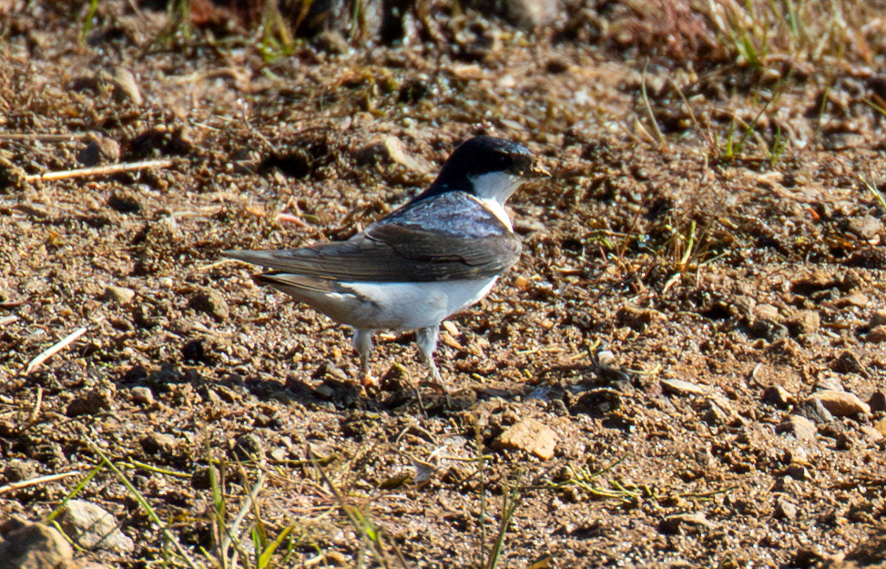 House Martins collecting mud - Harperrig 17 May 2025